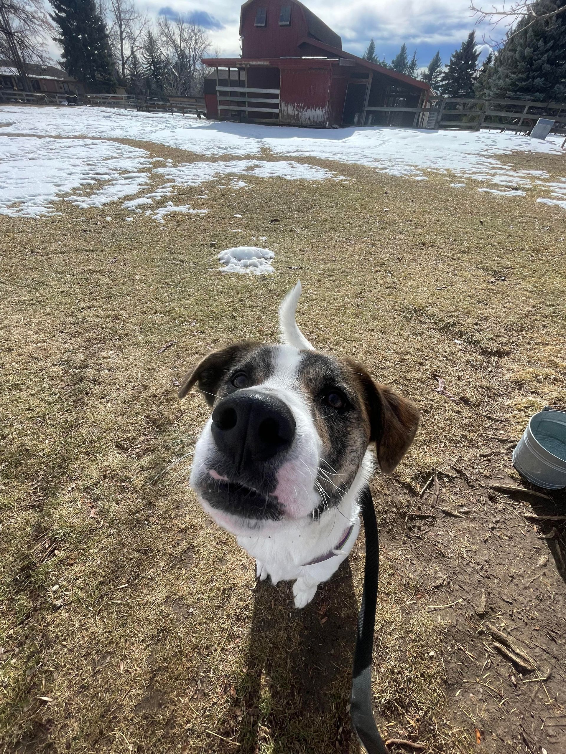 A brown and white dog is standing in a field with a barn in the background.