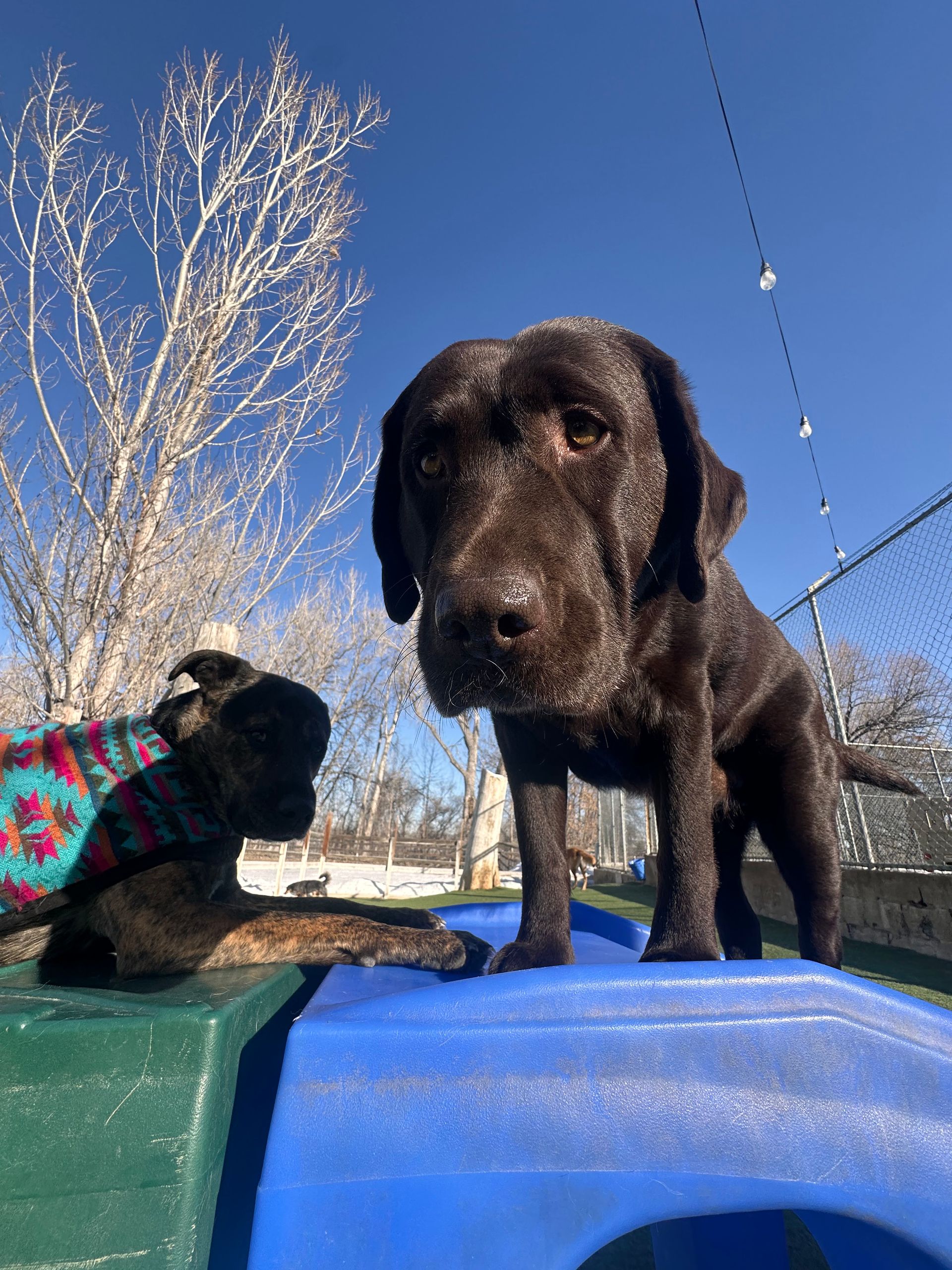 A brown dog is standing on top of a blue object.