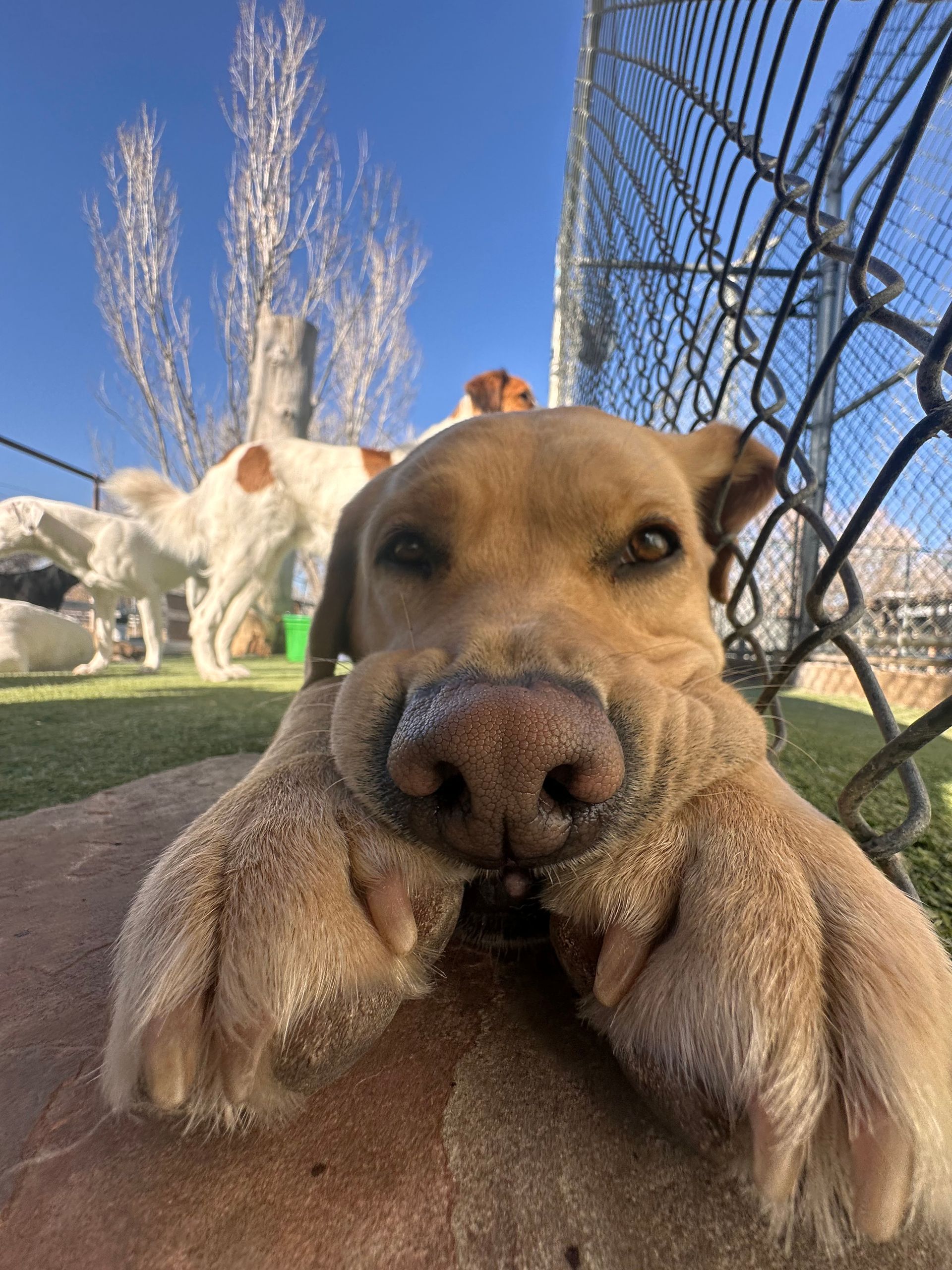 A close up of a dog 's nose and paws in front of a chain link fence.
