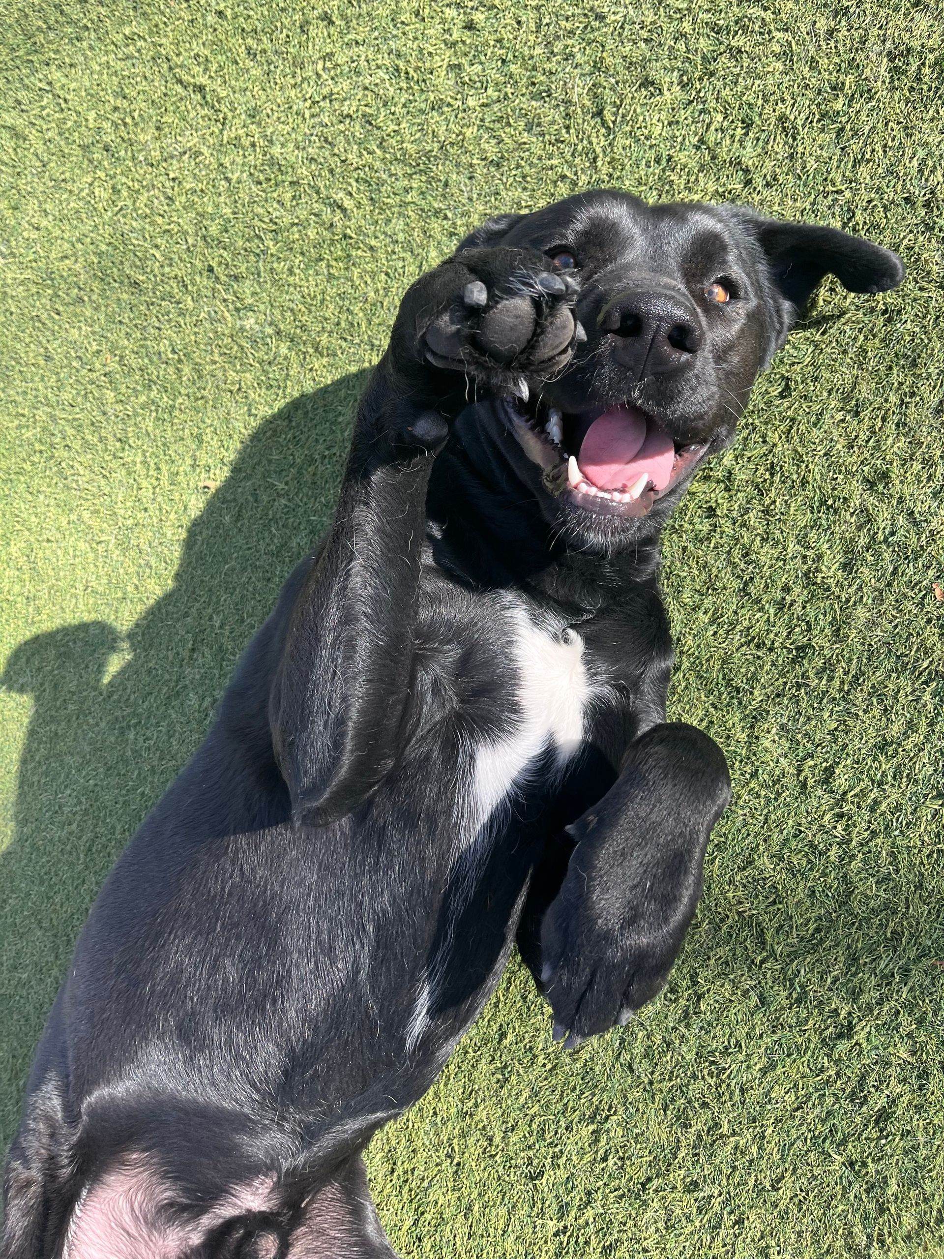 A black dog is laying on its back on the grass and smiling.