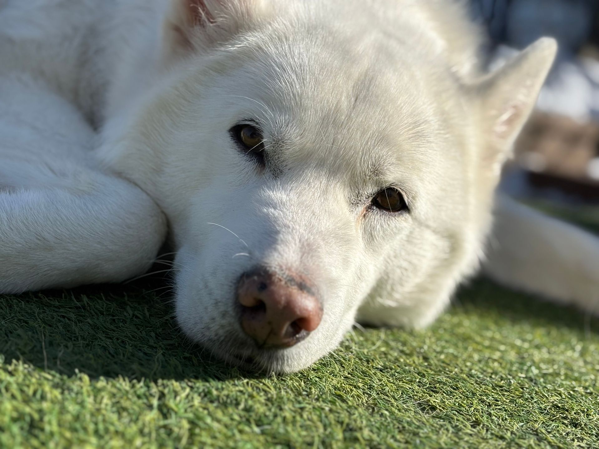 A close up of a white dog laying on the grass.