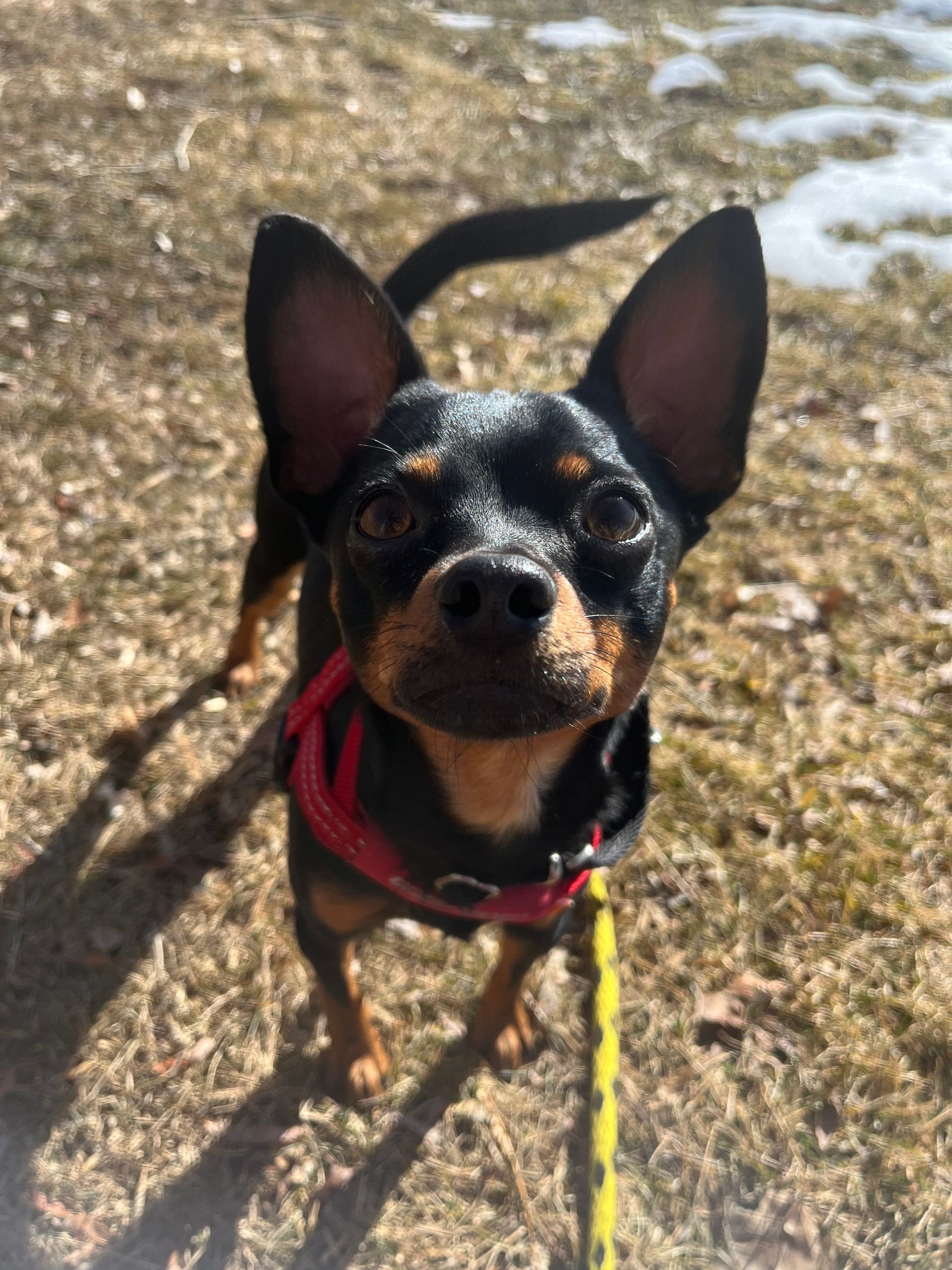 A small black and brown dog is standing on a leash in the grass.