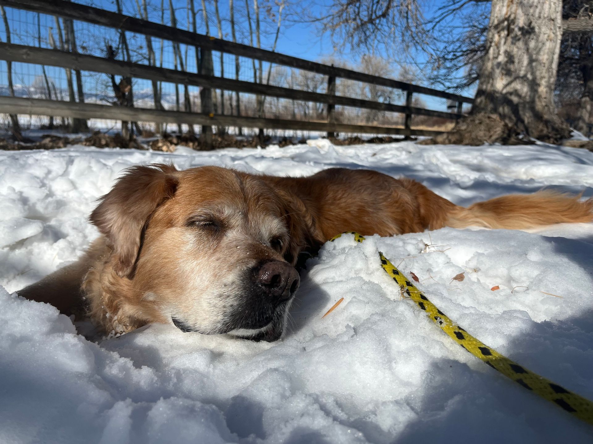 A dog is laying in the snow next to a yellow leash.