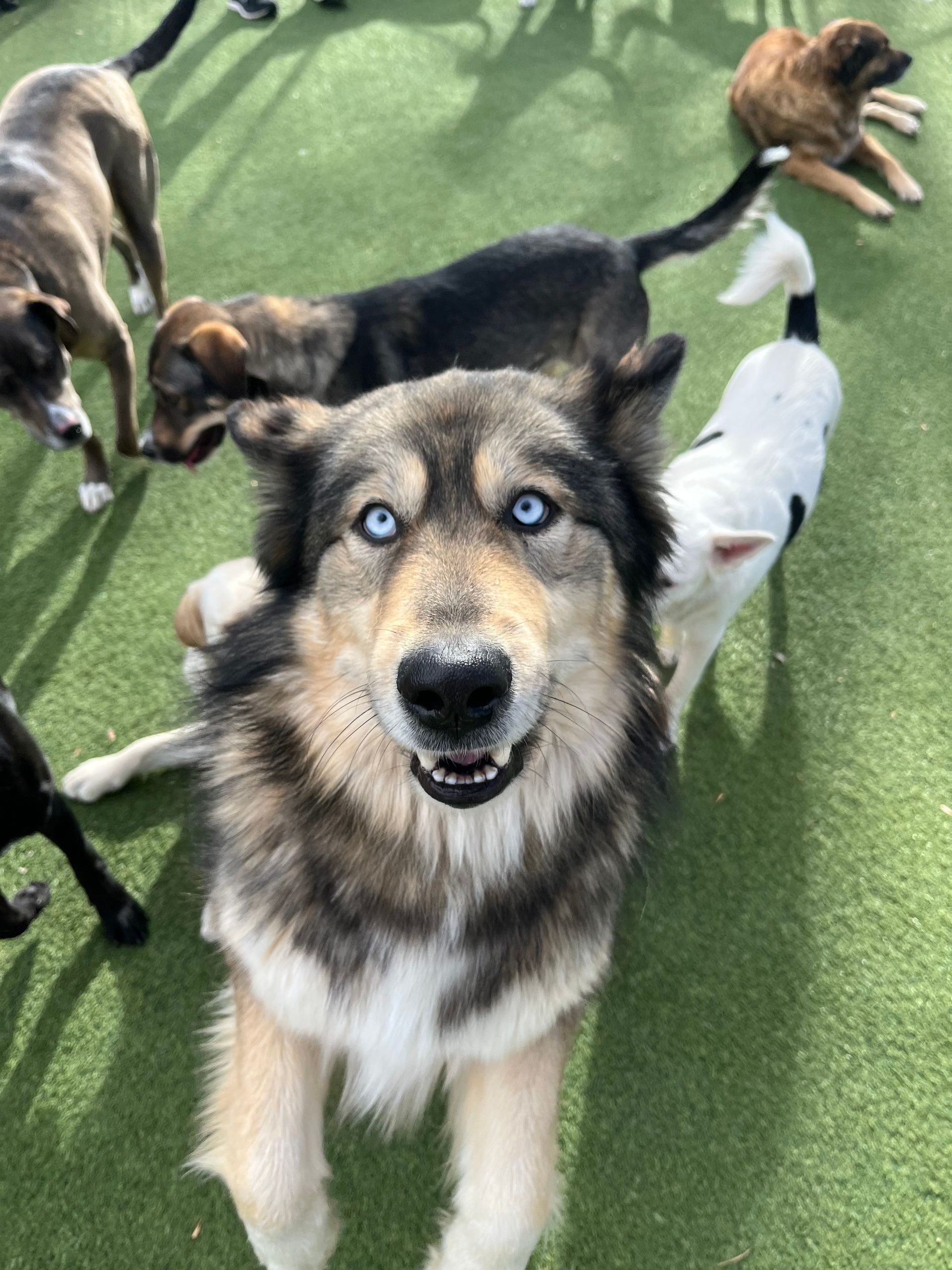 A husky dog with blue eyes is surrounded by other dogs.