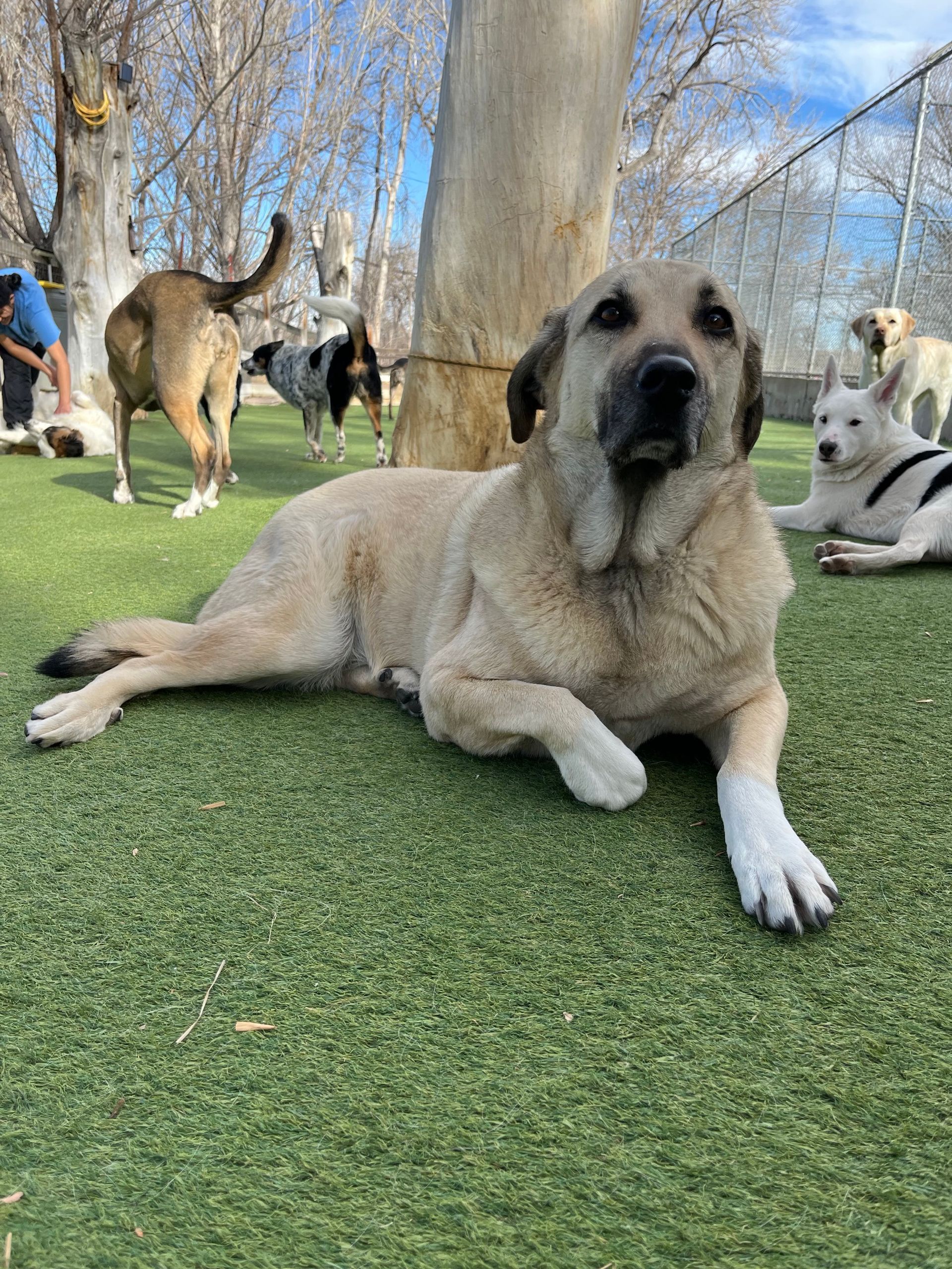 A dog is laying on the grass in a fenced in area with other dogs.