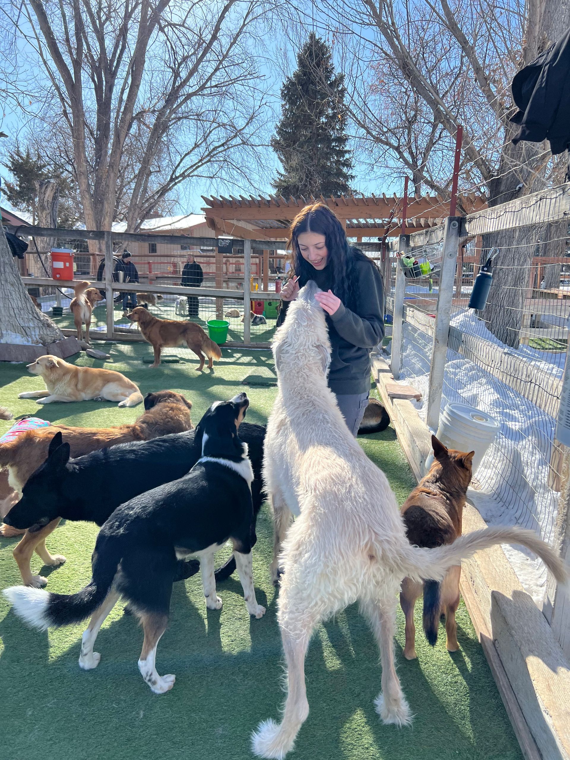 A woman is standing next to a group of dogs in a yard.