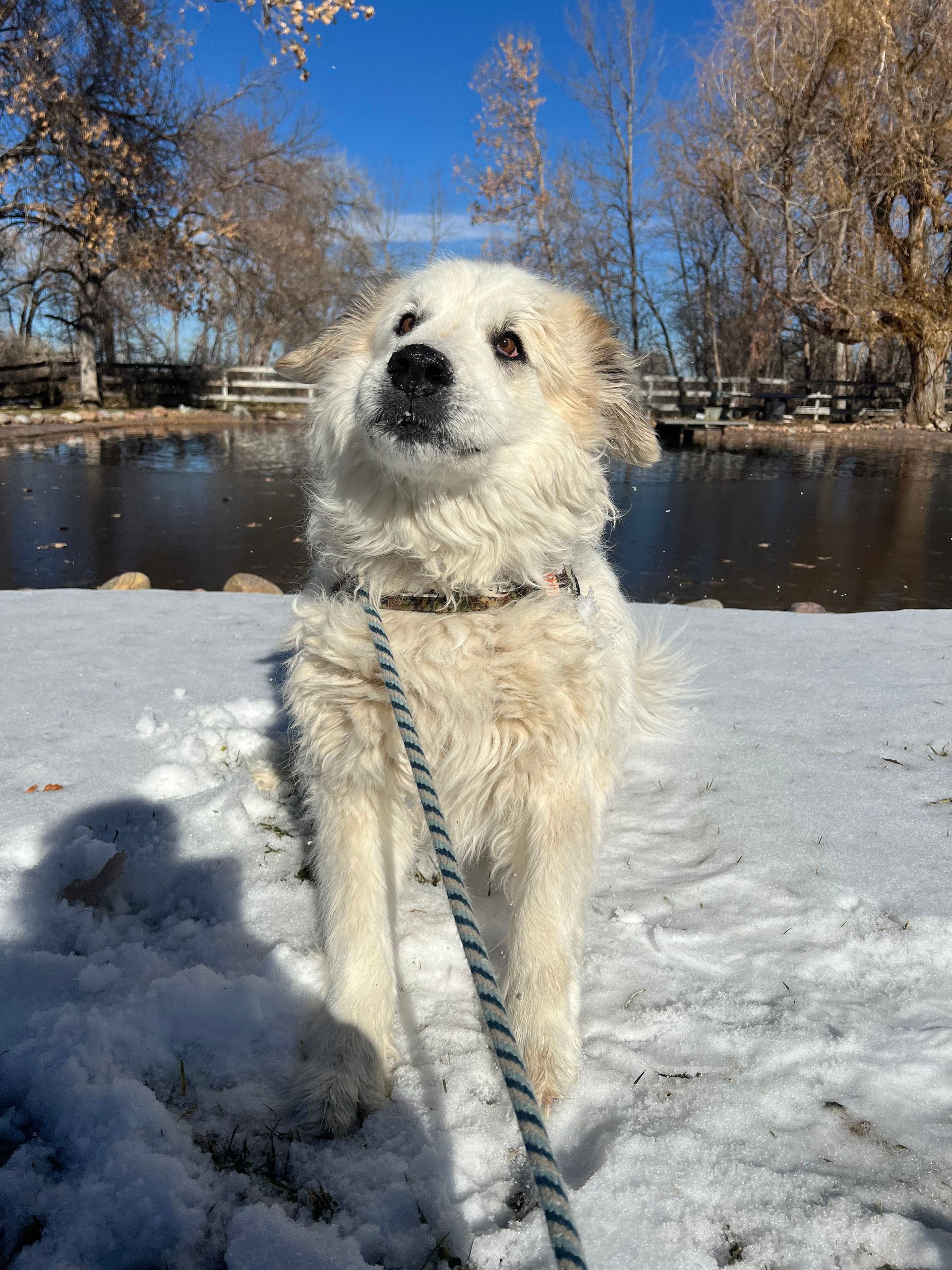 A white dog is standing in the snow on a leash.