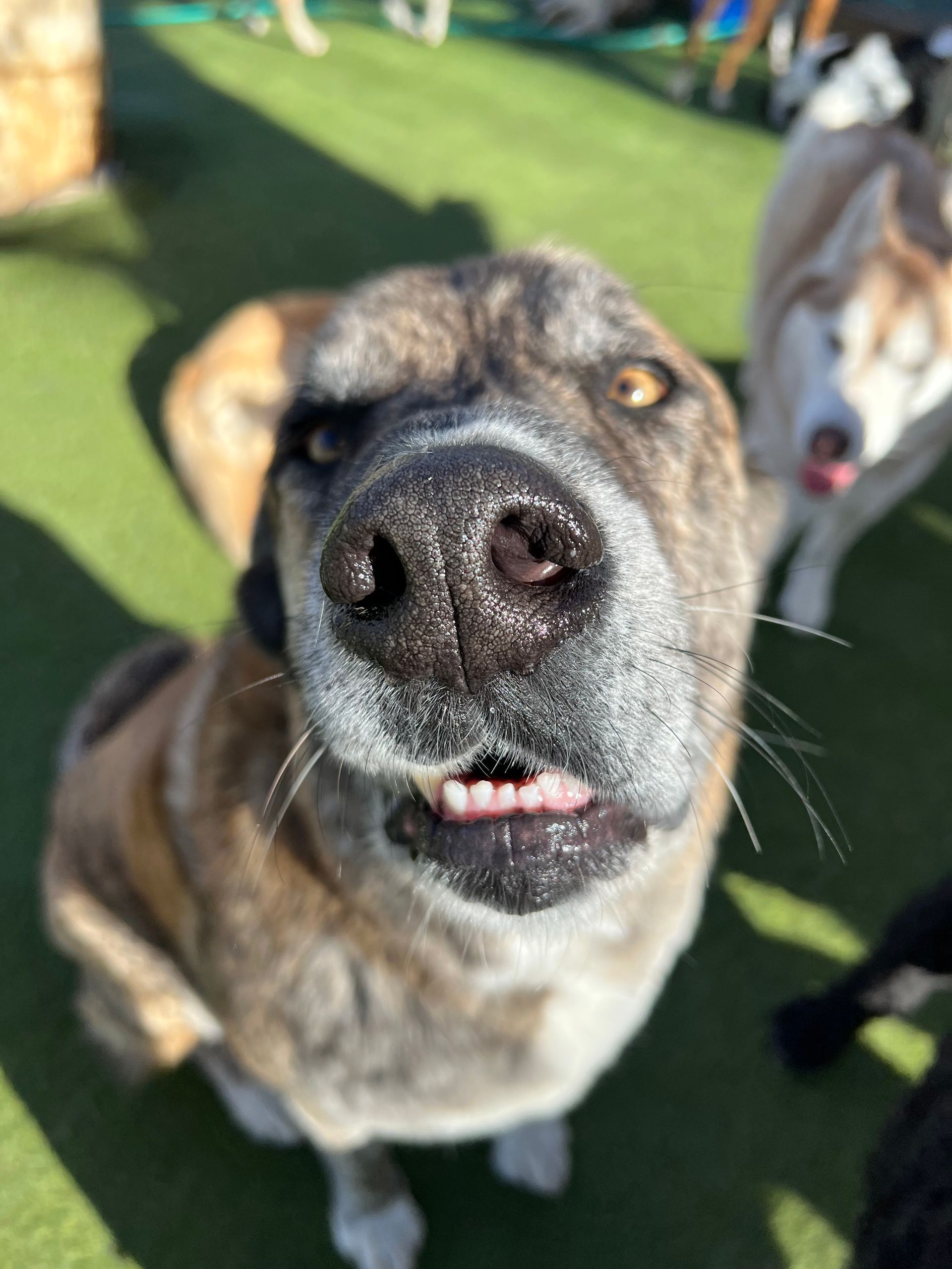 A close up of a dog looking up at the camera