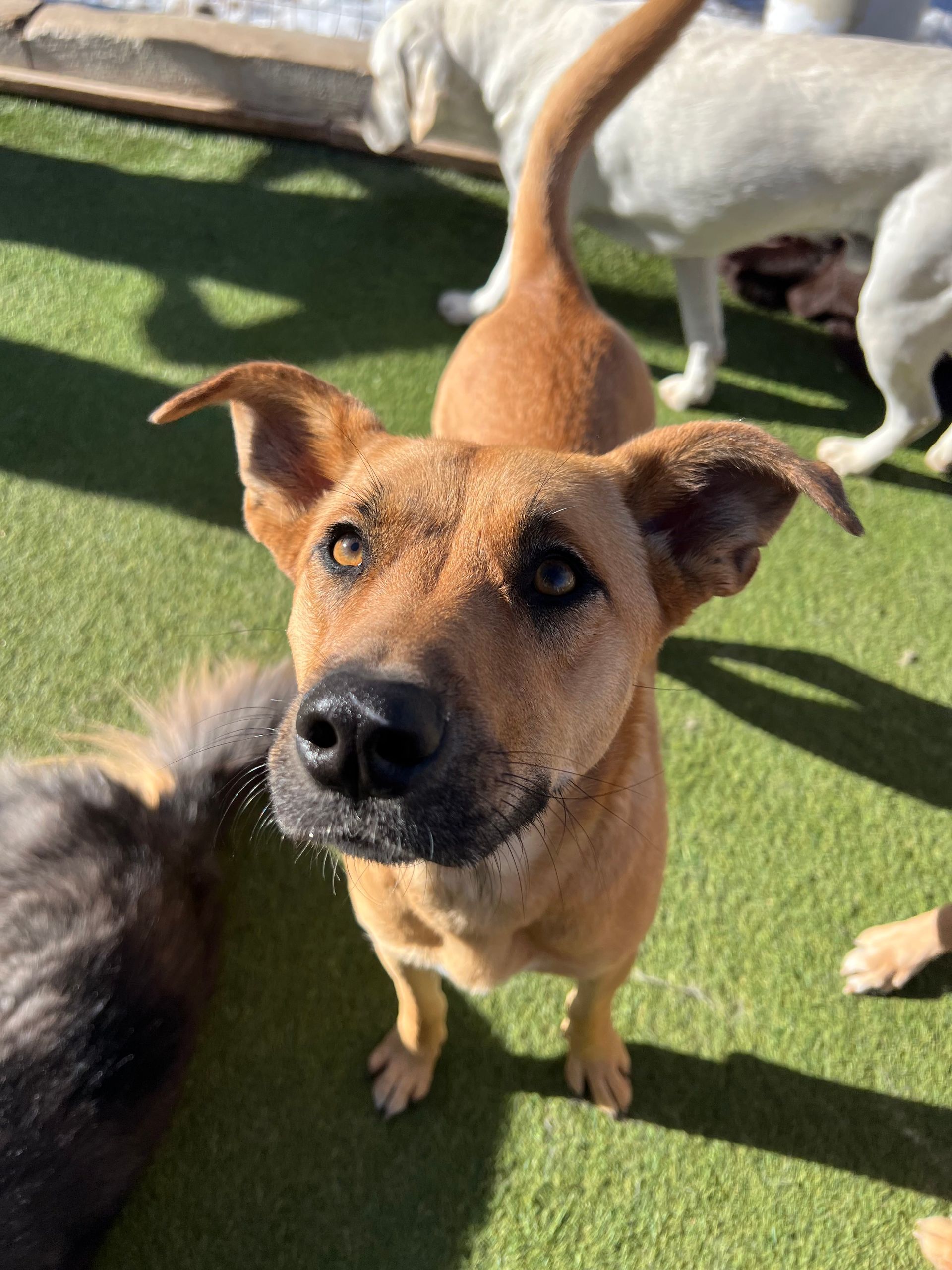 A group of dogs are standing on a lush green field looking up at the camera.
