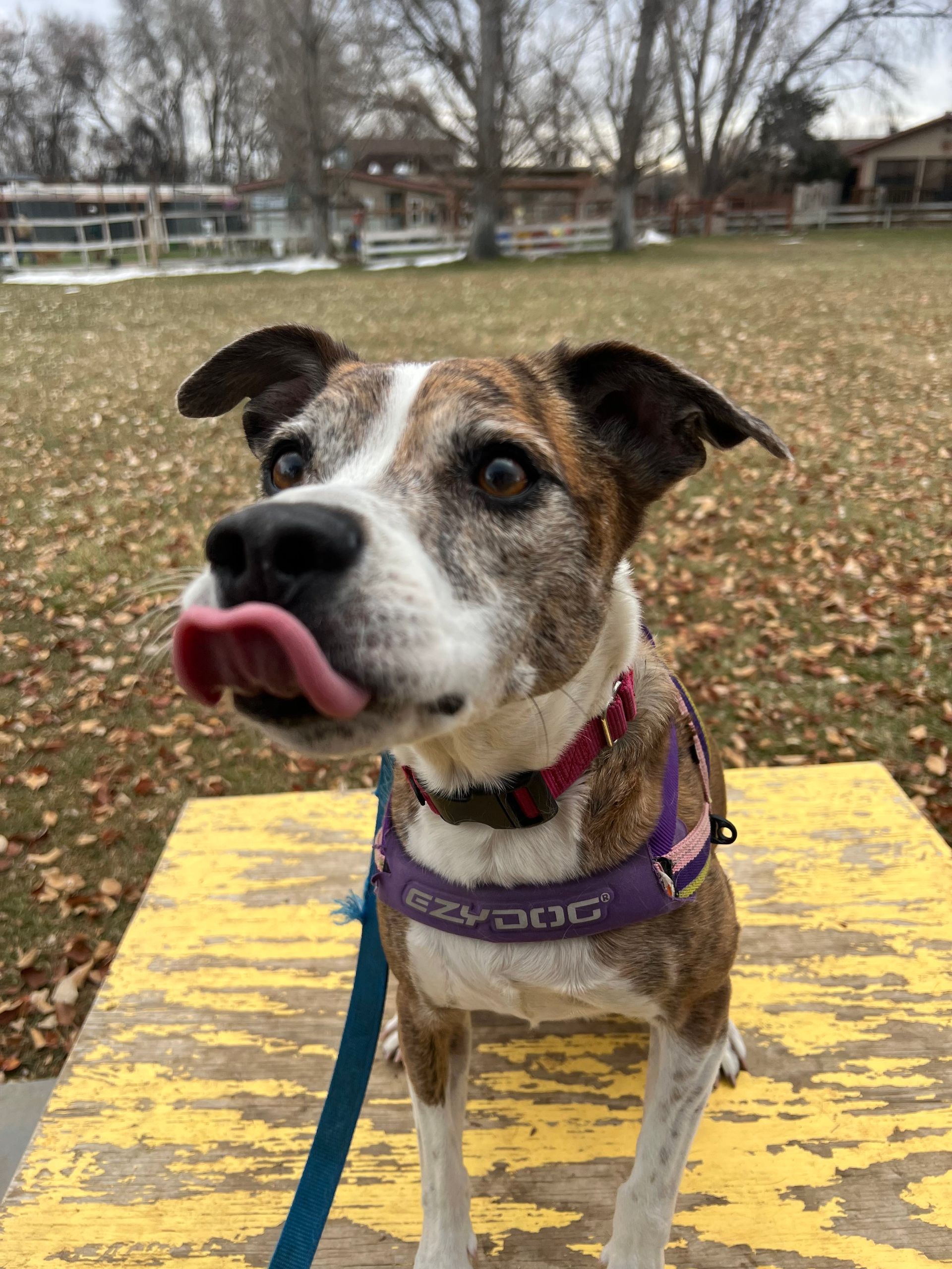 A brown and white dog is licking its nose while sitting on a yellow surface.