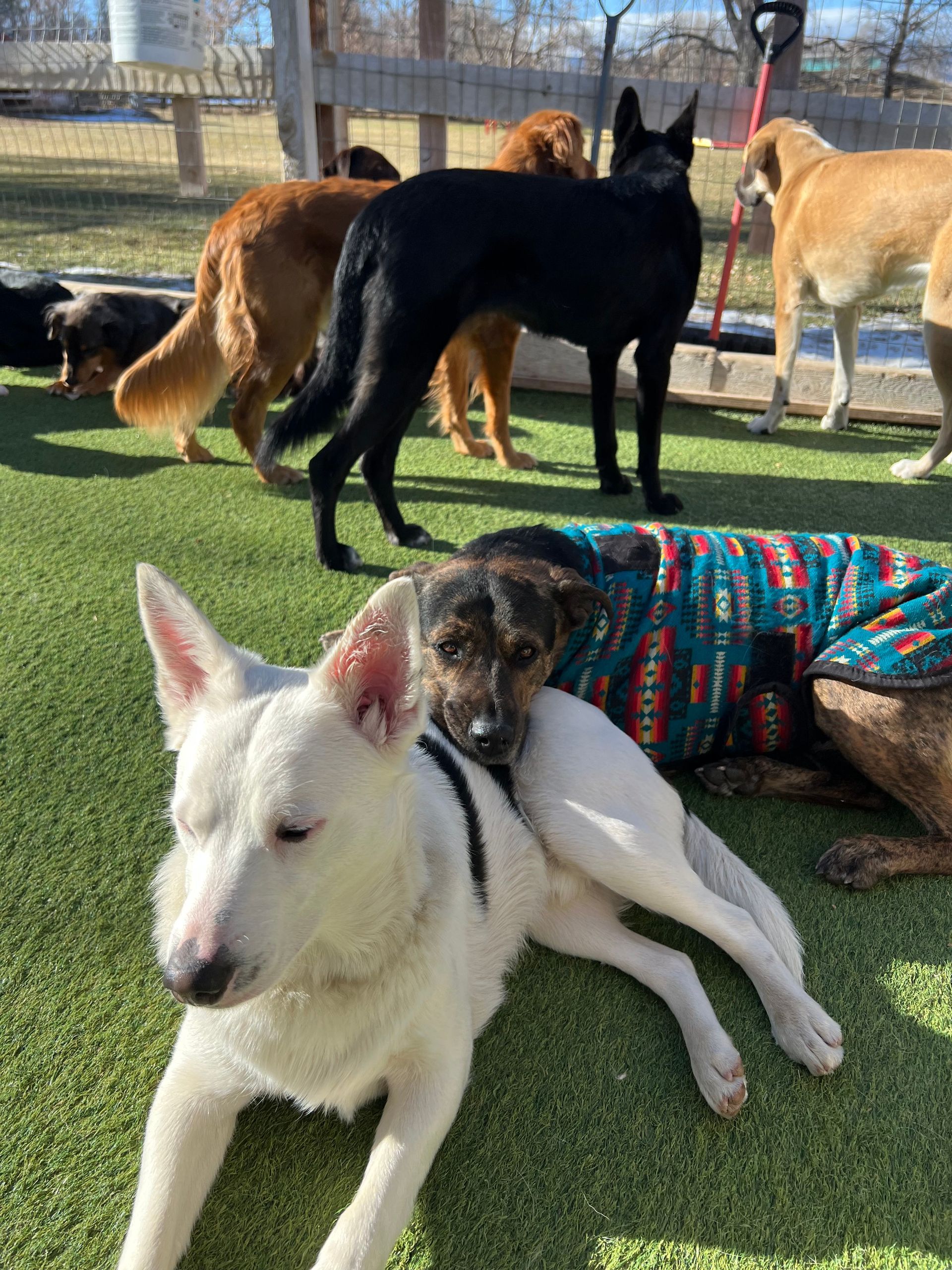 A group of dogs are laying on the grass.