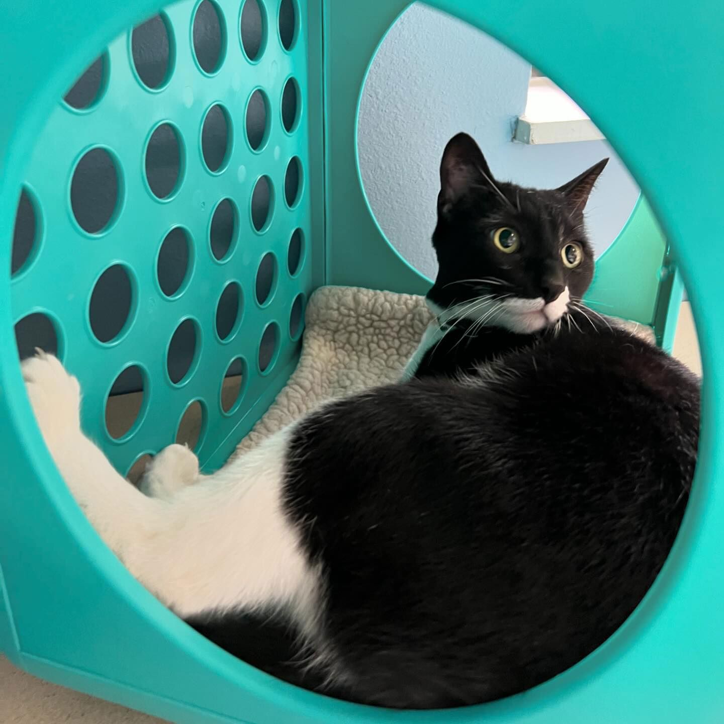 A black and white cat is laying in a blue crate