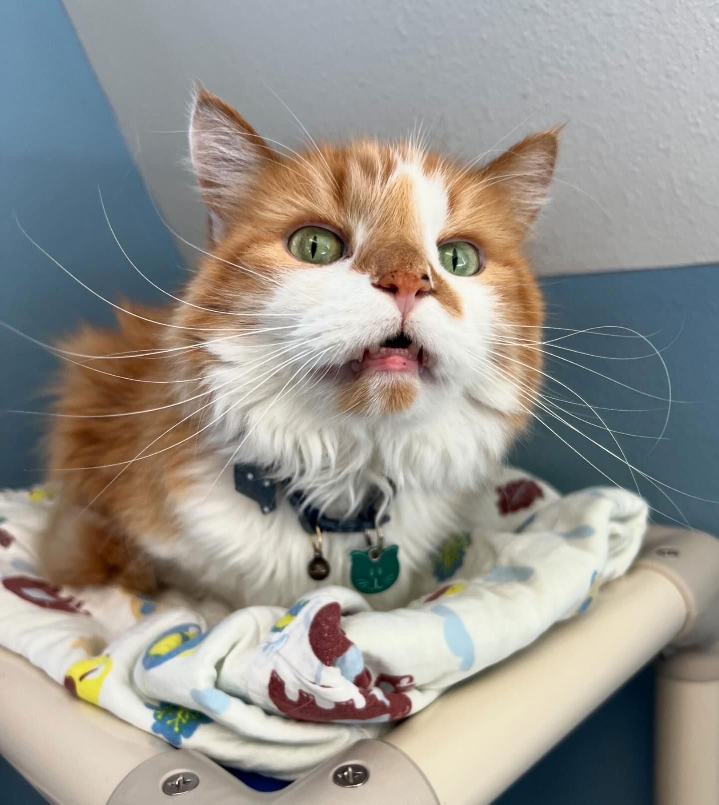 An orange and white cat laying on a blanket with its mouth open