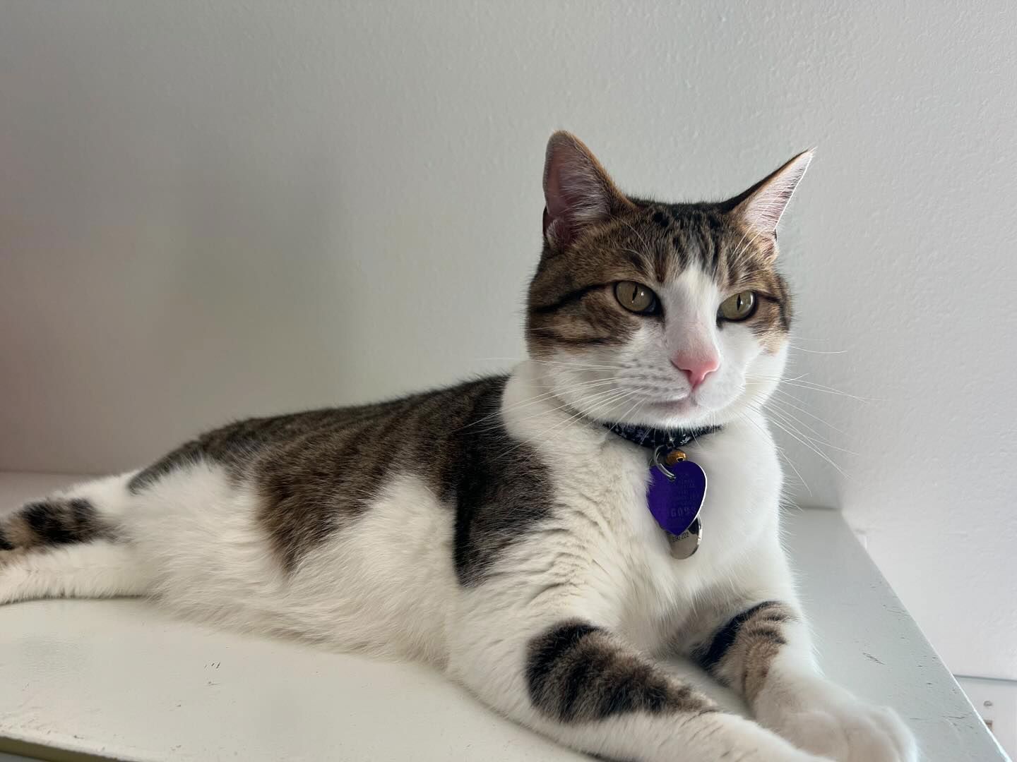 A brown and white cat with a purple collar is laying on a table.