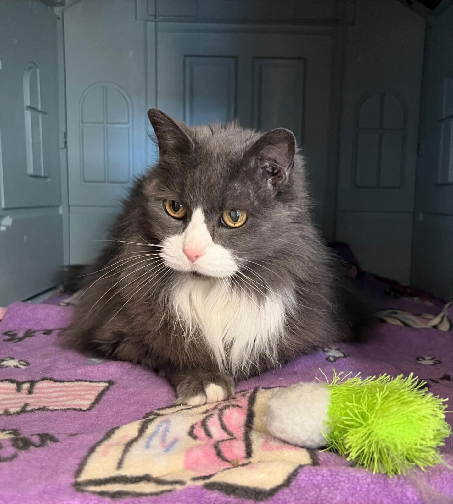A gray and white cat is laying on a purple blanket.