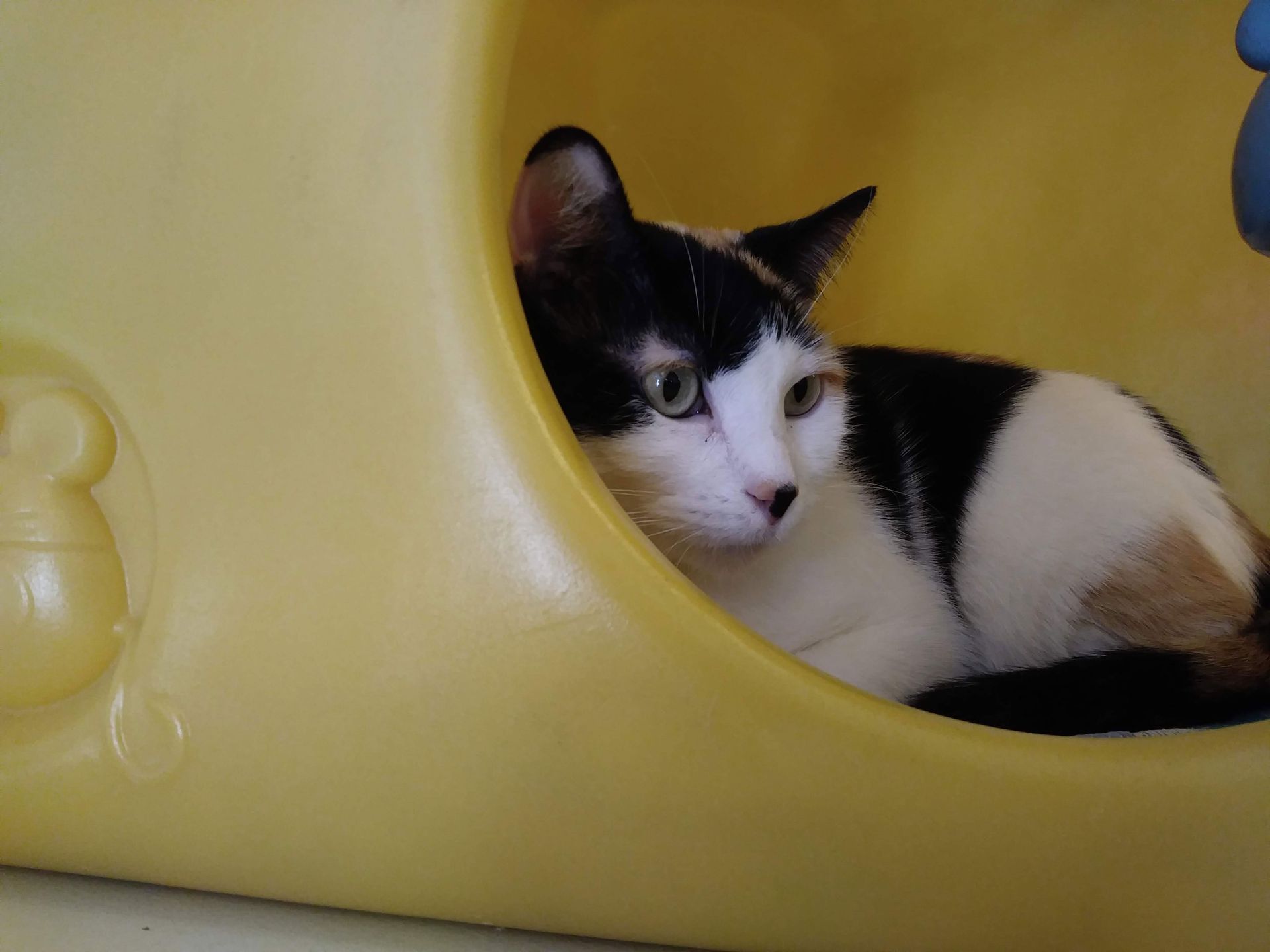 A black and white cat is laying in a yellow plastic container.