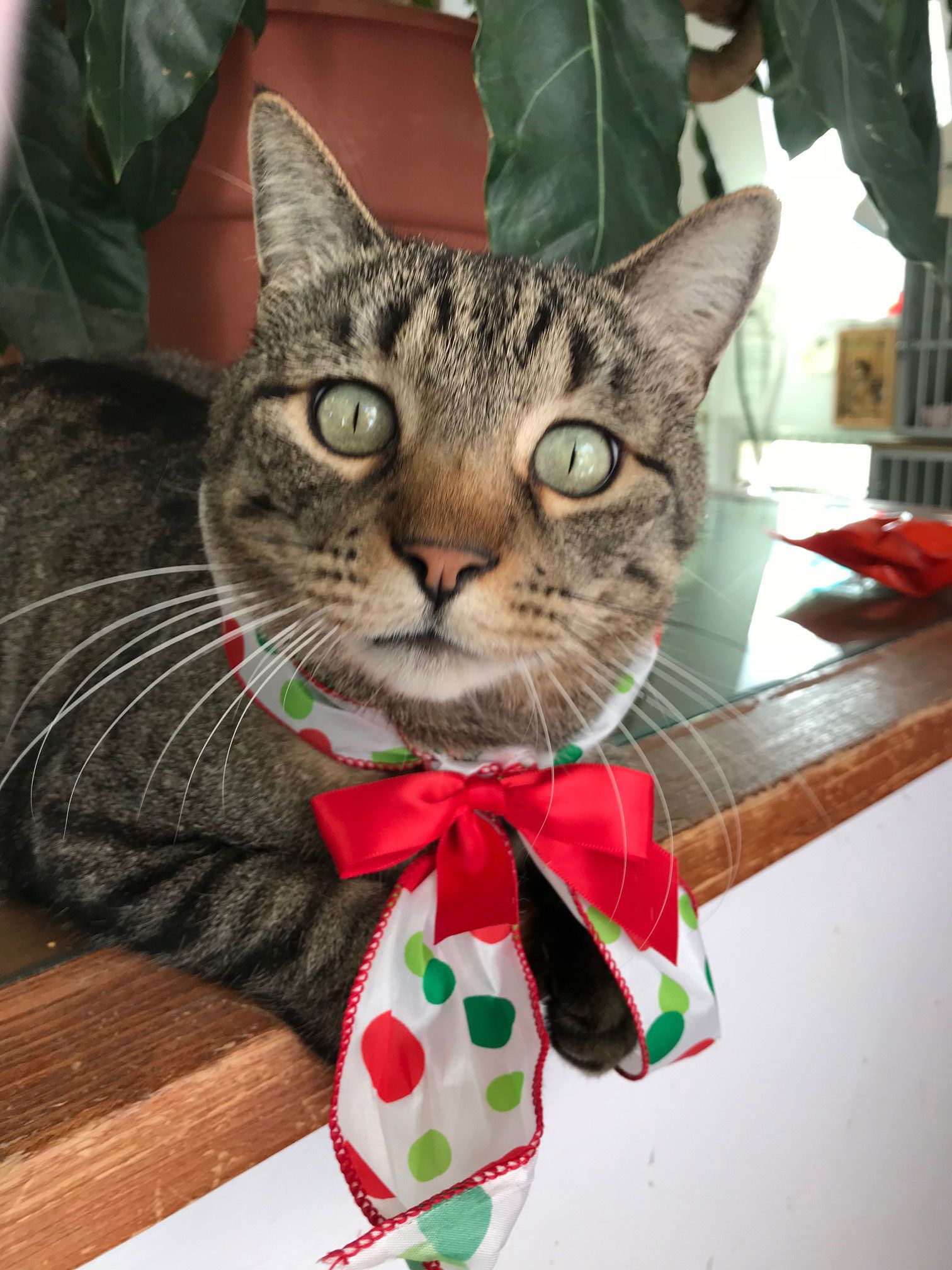 A cat wearing a red bow around its neck