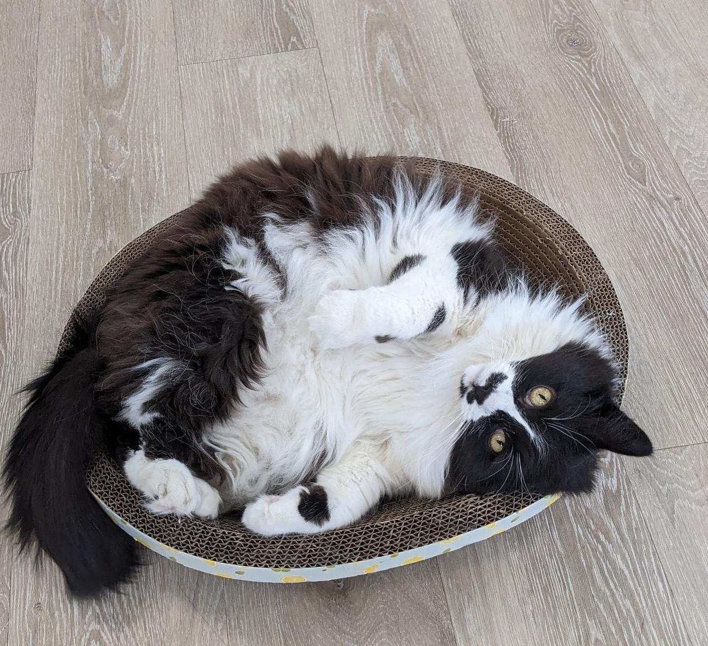 A black and white cat is laying on its back in a cat bed.