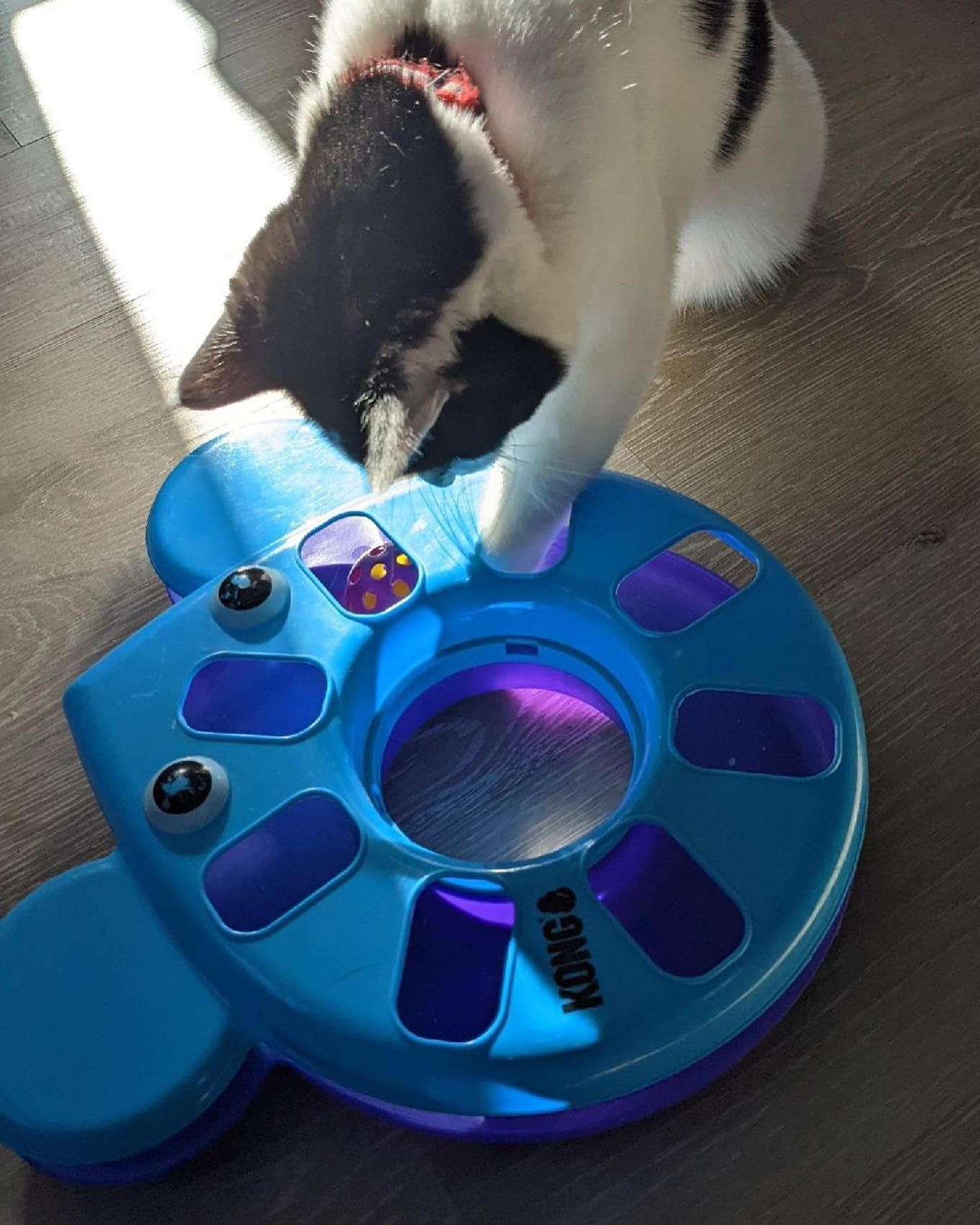 A black and white cat is playing with a kong toy