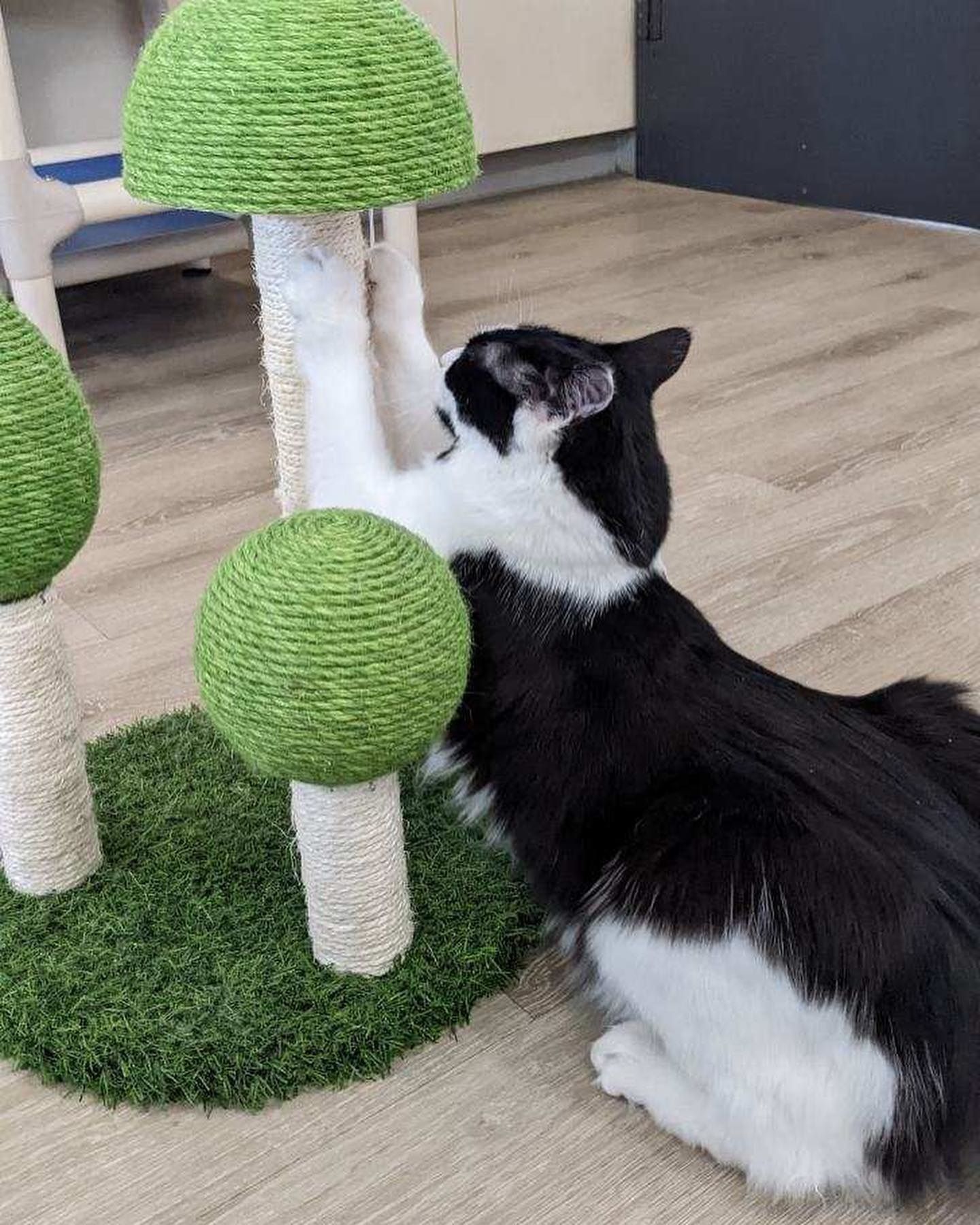 A black and white cat is playing with a scratching post.