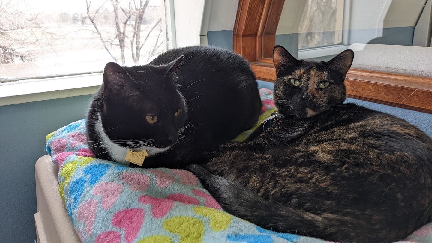 Two cats are laying next to each other on a blanket.
