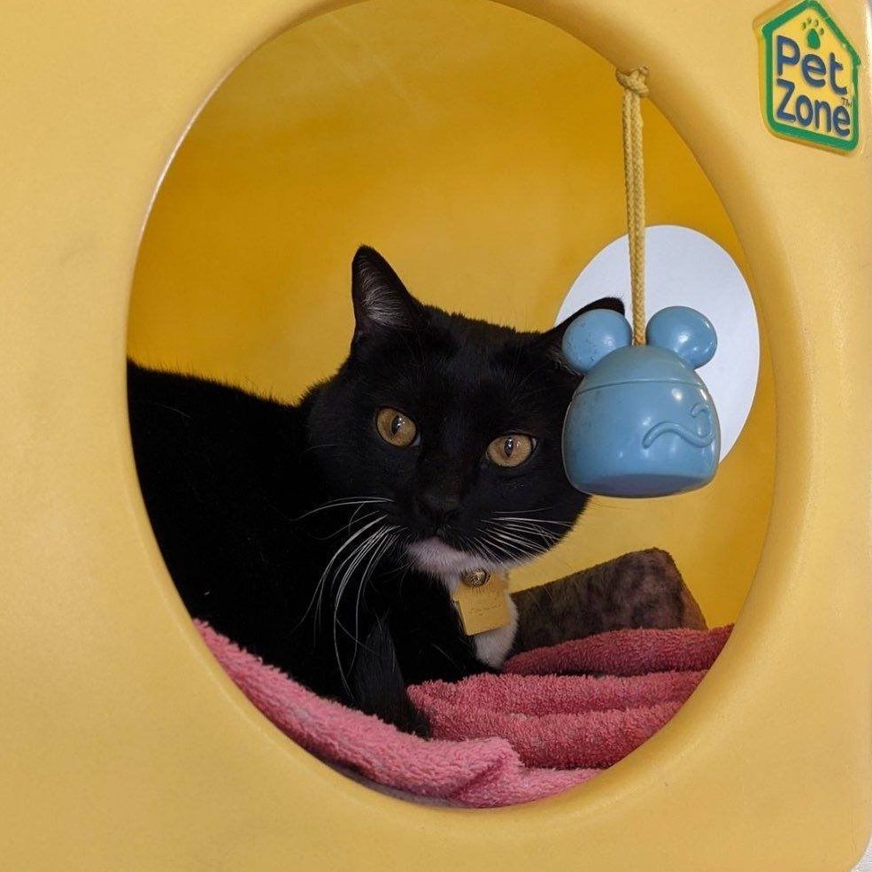 A black cat is sitting in a yellow pet zone