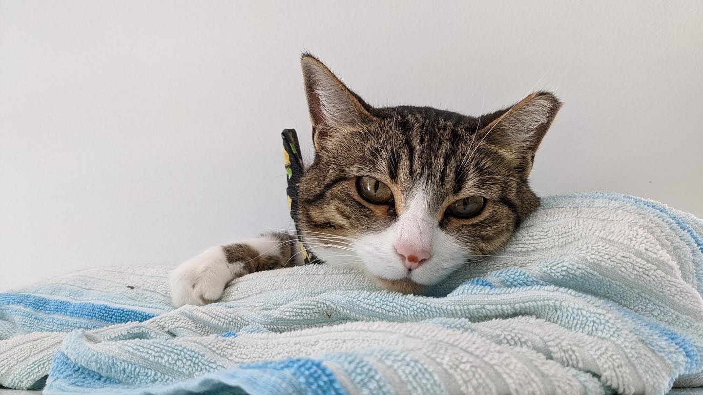 A cat is wrapped in a towel and looking at the camera.
