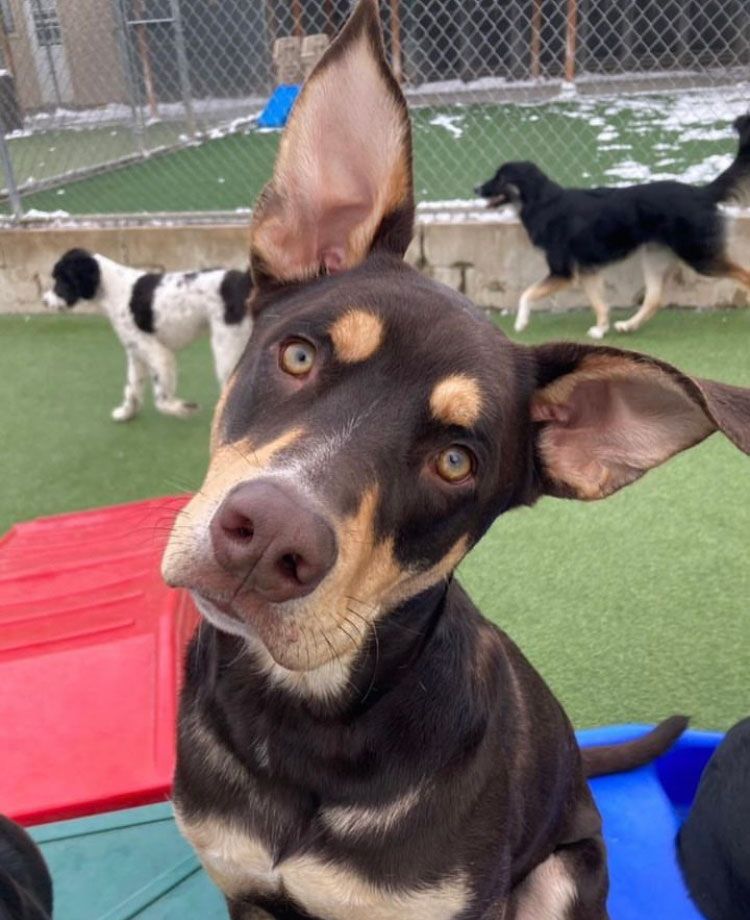 A close up of a dog looking at the camera with other dogs in the background