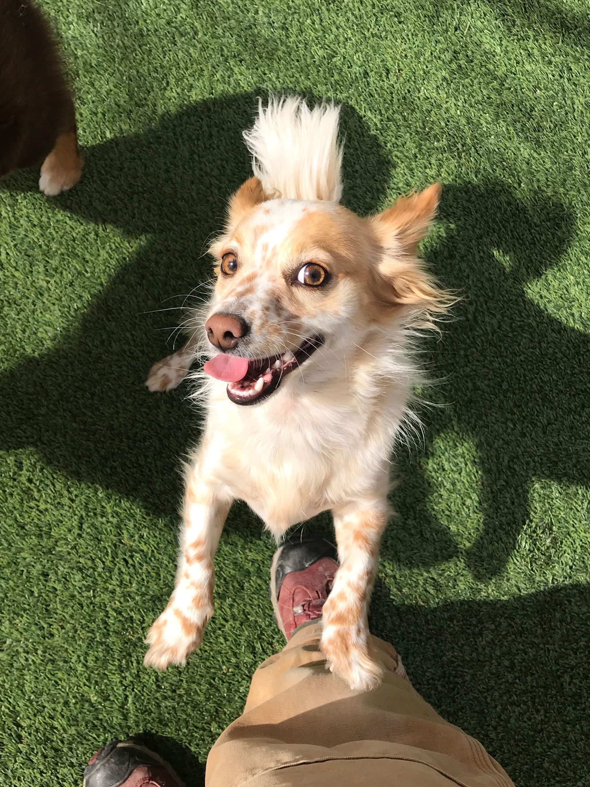 A small dog is standing on a person 's feet and looking up at the camera.