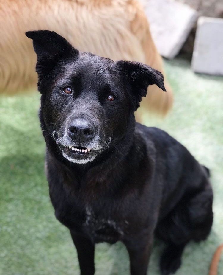 A black dog is sitting on the grass and looking at the camera
