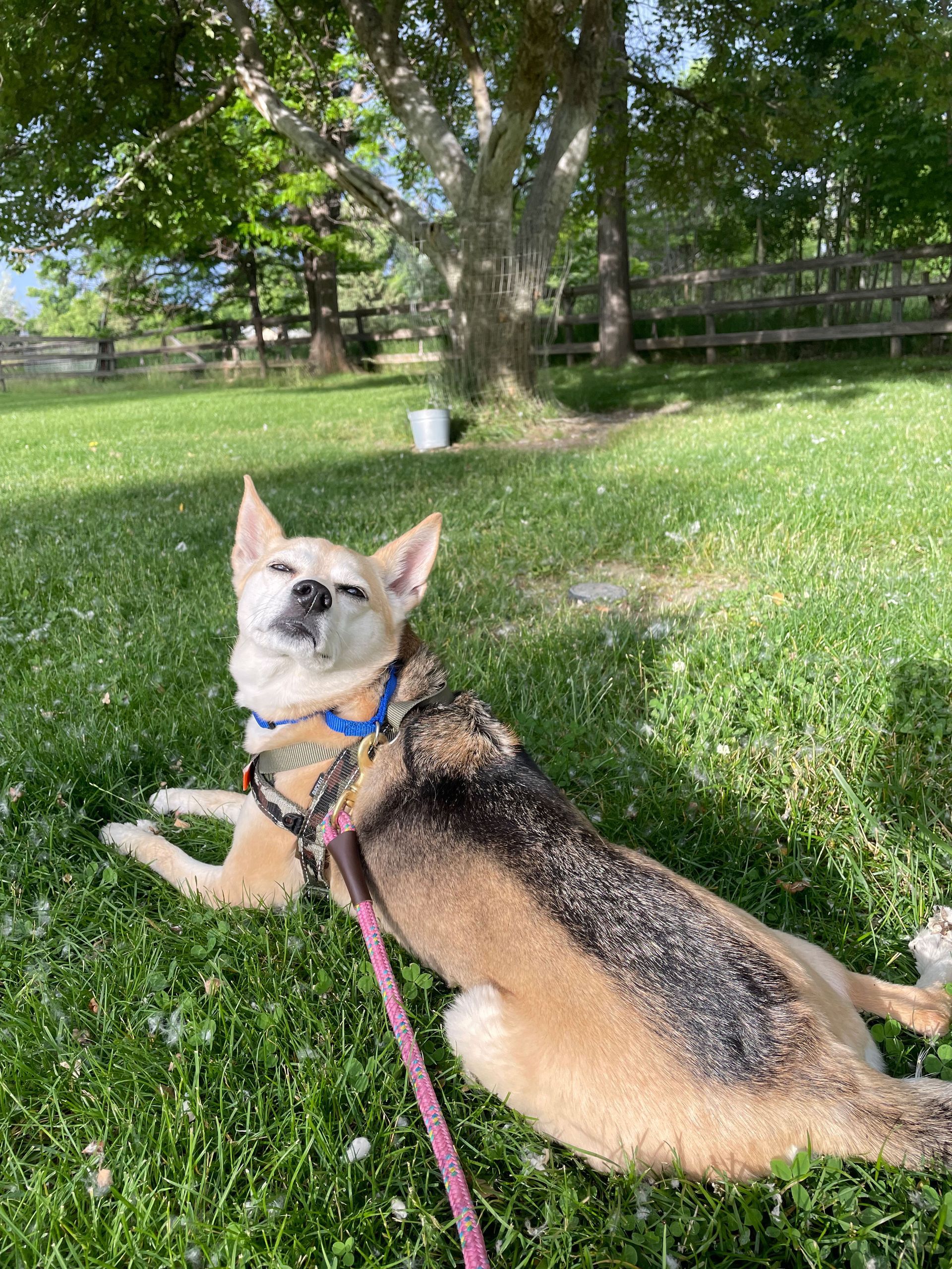 A dog is laying in the grass with its eyes closed.