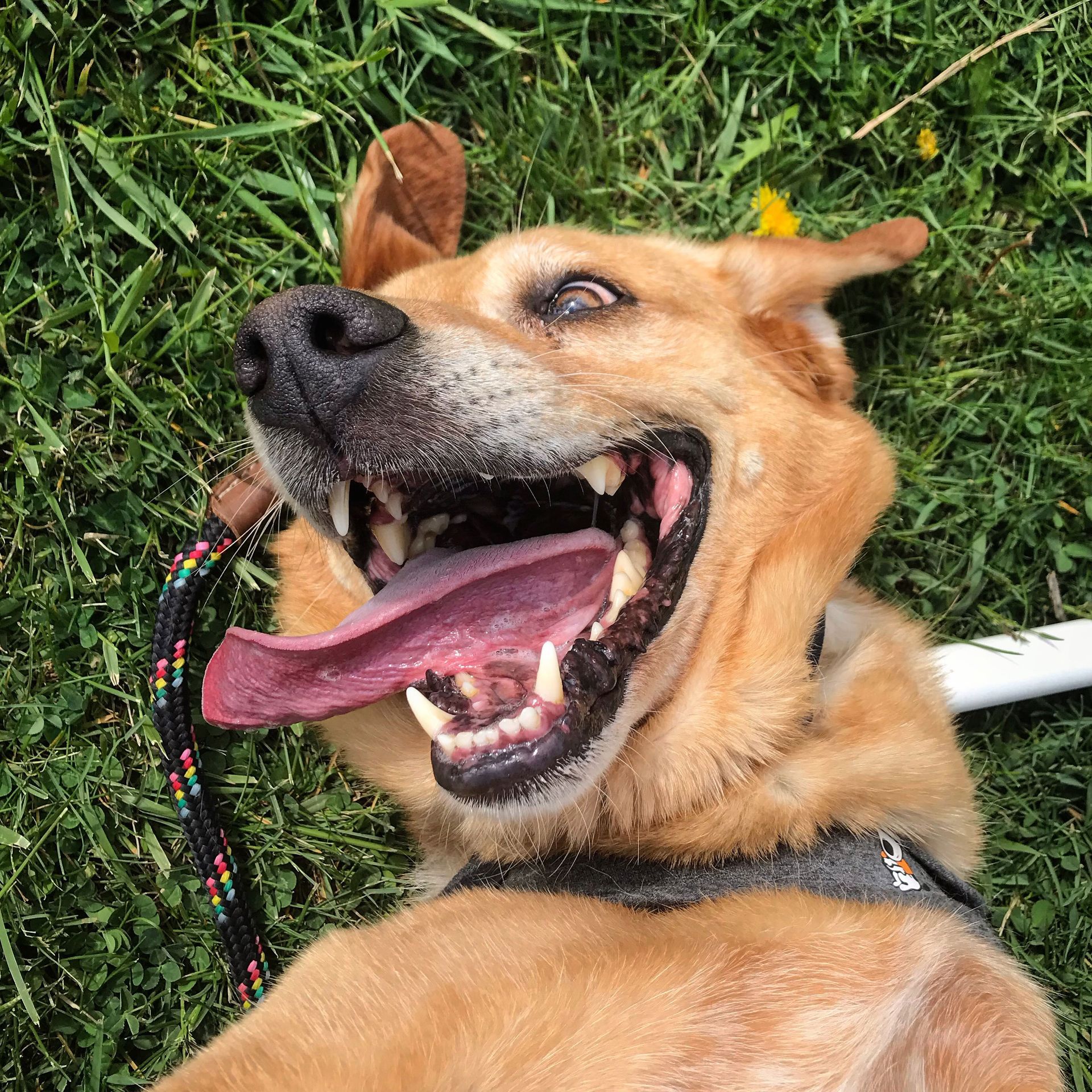 A brown dog is laying in the grass with its tongue hanging out.