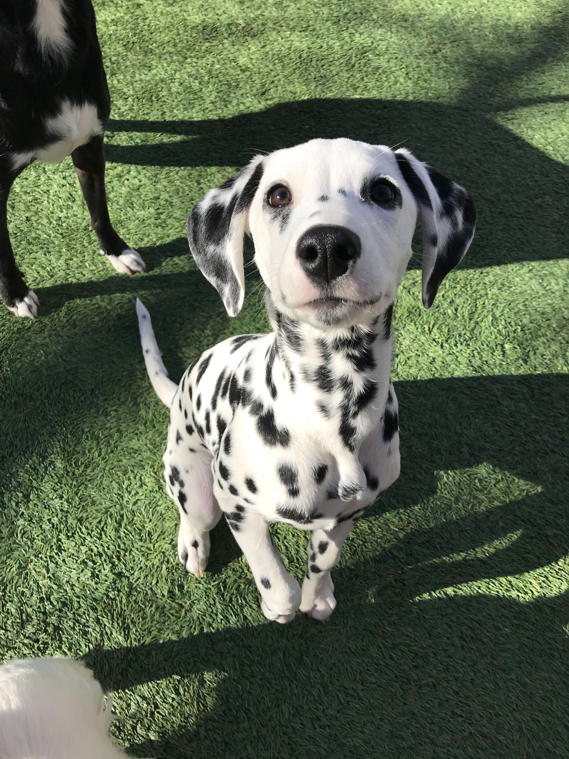 A dalmatian dog is sitting on the grass and looking at the camera.