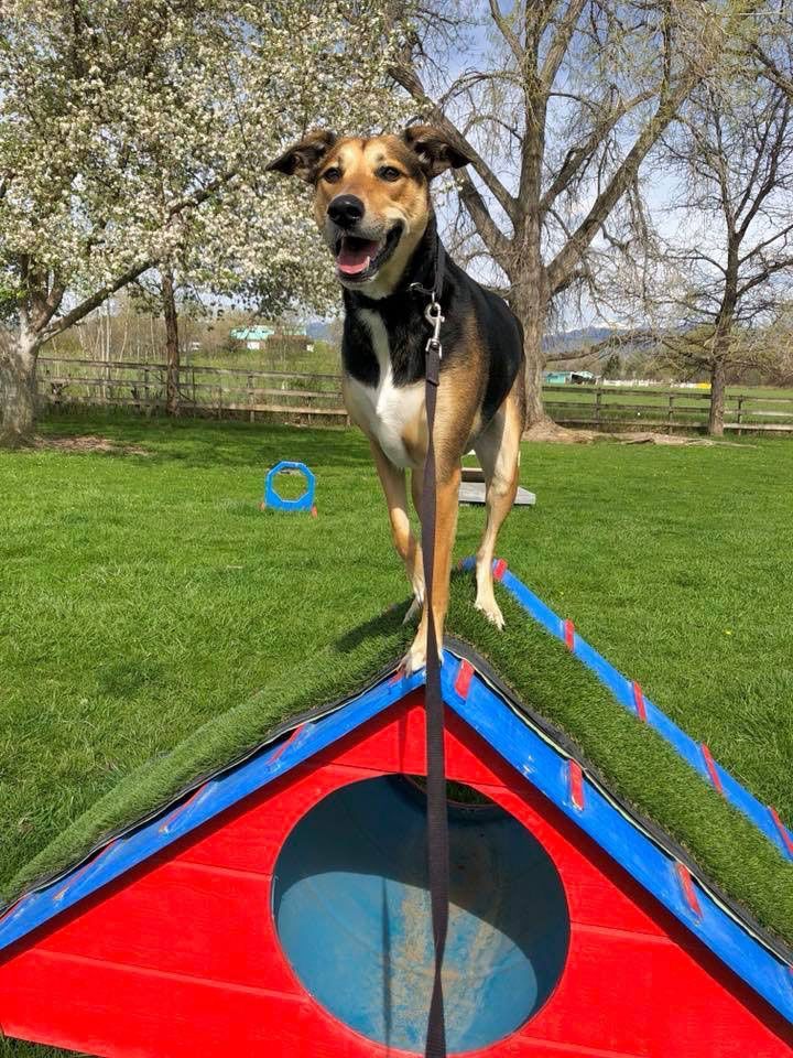 A dog is standing on top of a red and blue triangle.