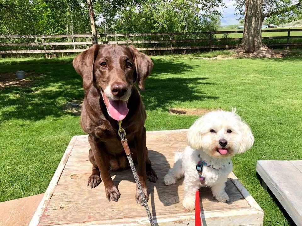 A brown dog and a white dog are sitting next to each other on a wooden platform.