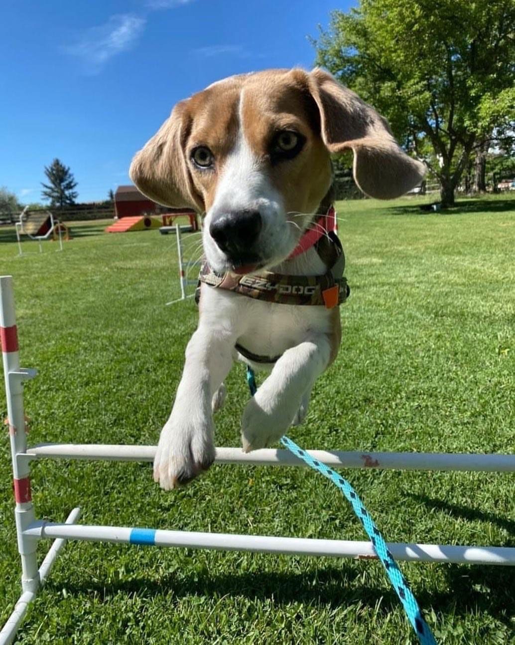 A brown and white dog is jumping over a hurdle in a park.
