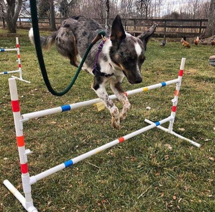 A dog is jumping over a hurdle with a hose attached to it