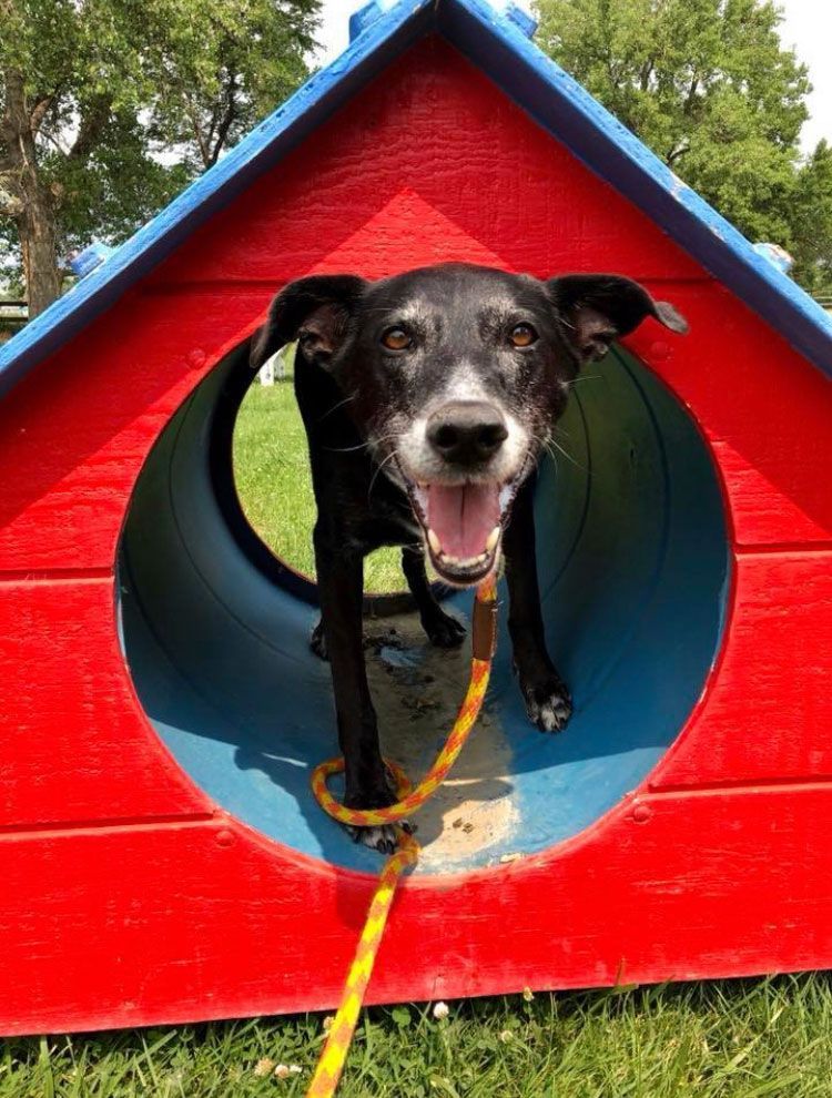 A black dog is standing in a red and blue tunnel.