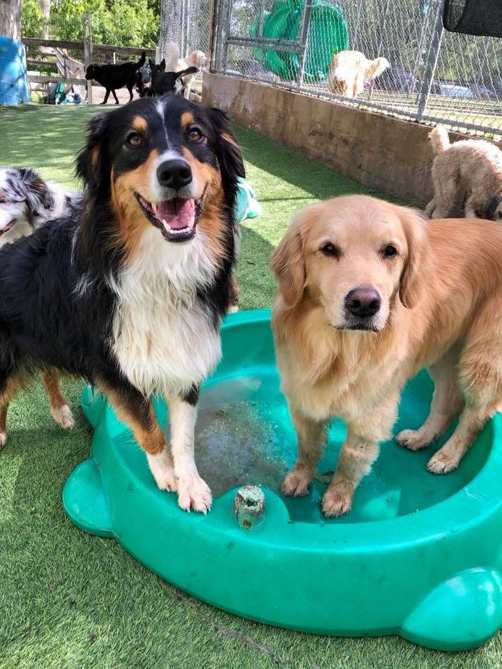 Two dogs are standing next to each other in a green pool.
