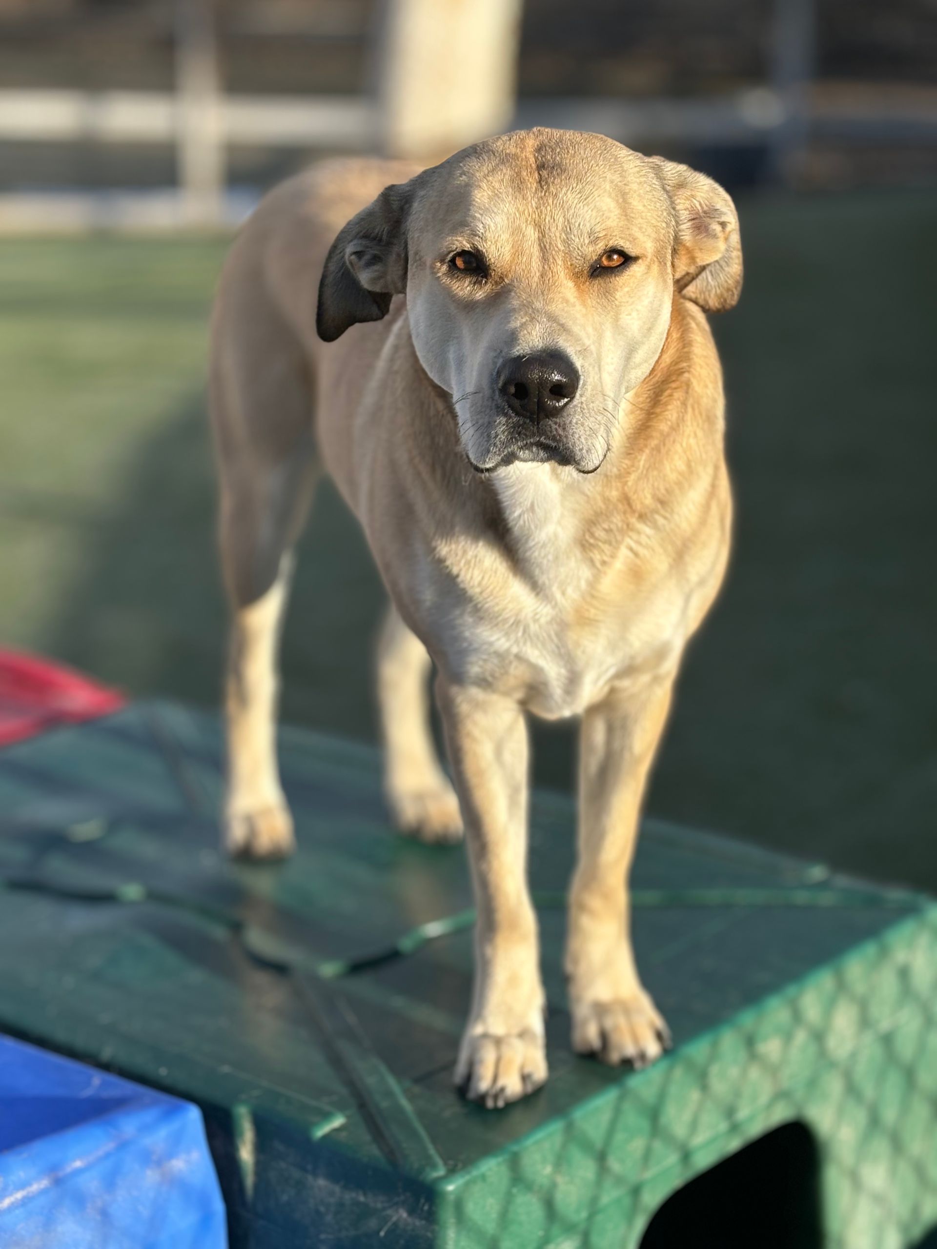 A brown dog is standing on top of a green table.