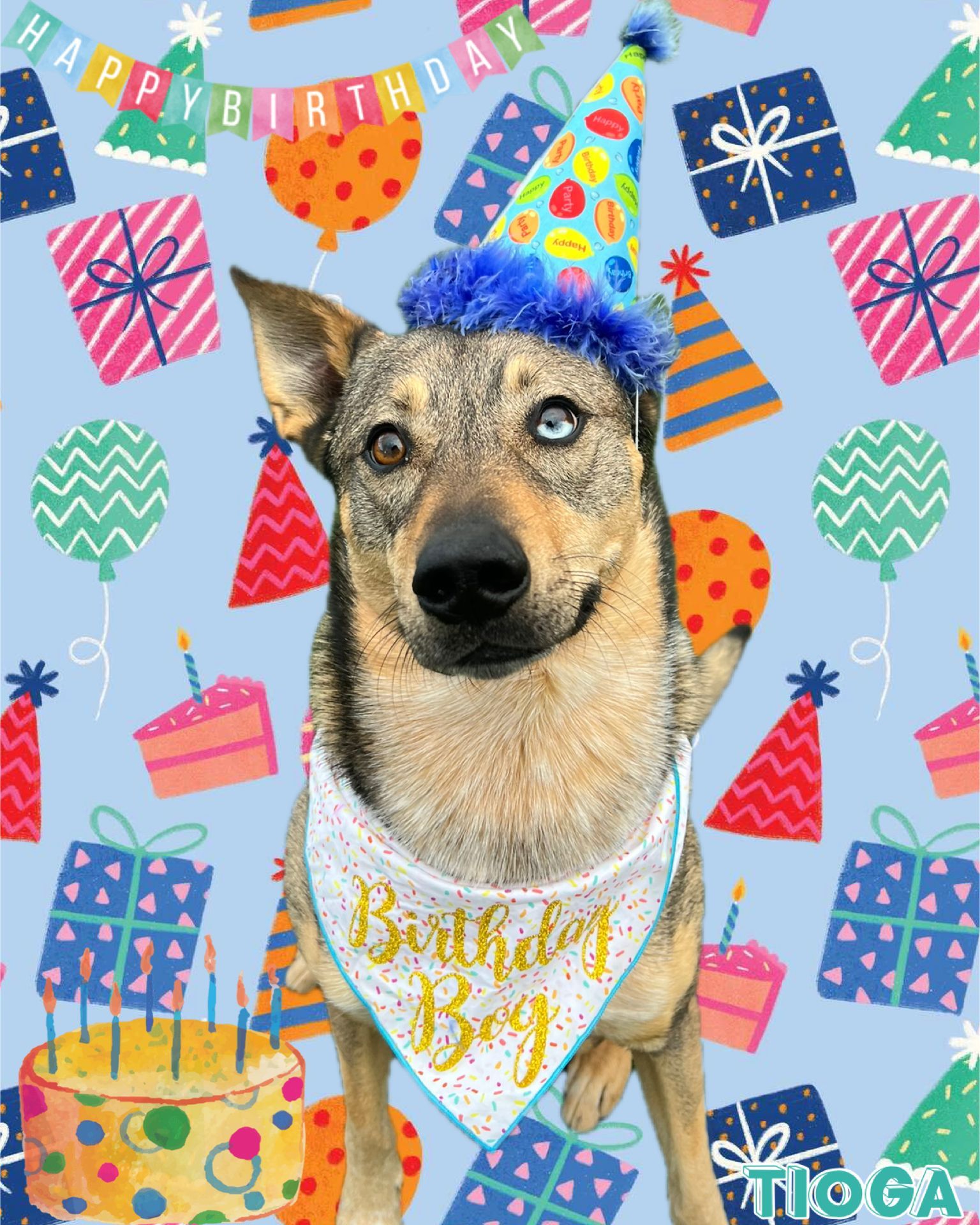 A dog wearing a birthday hat and a bandana.