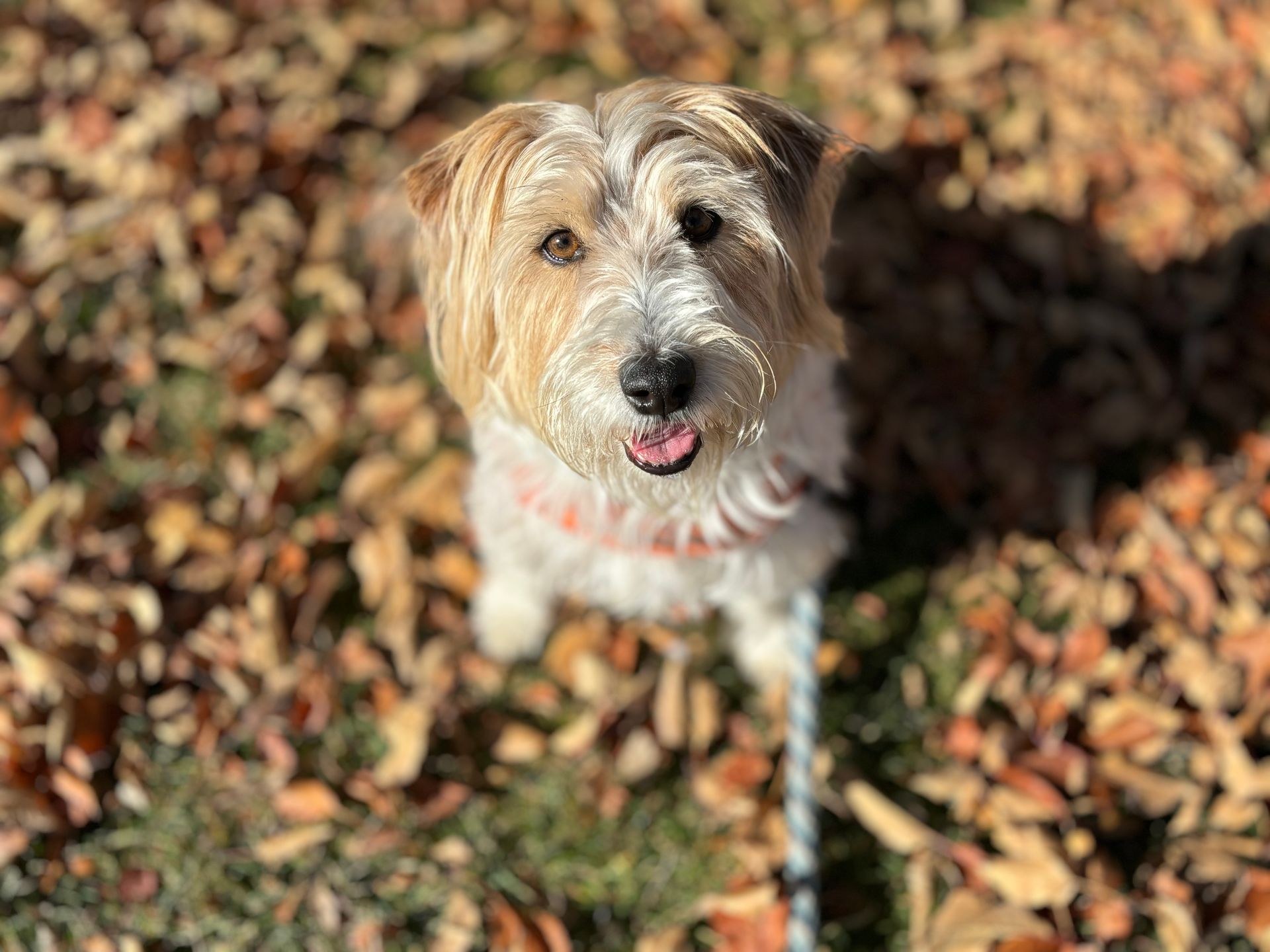 A small brown and white dog is sitting in a pile of leaves.