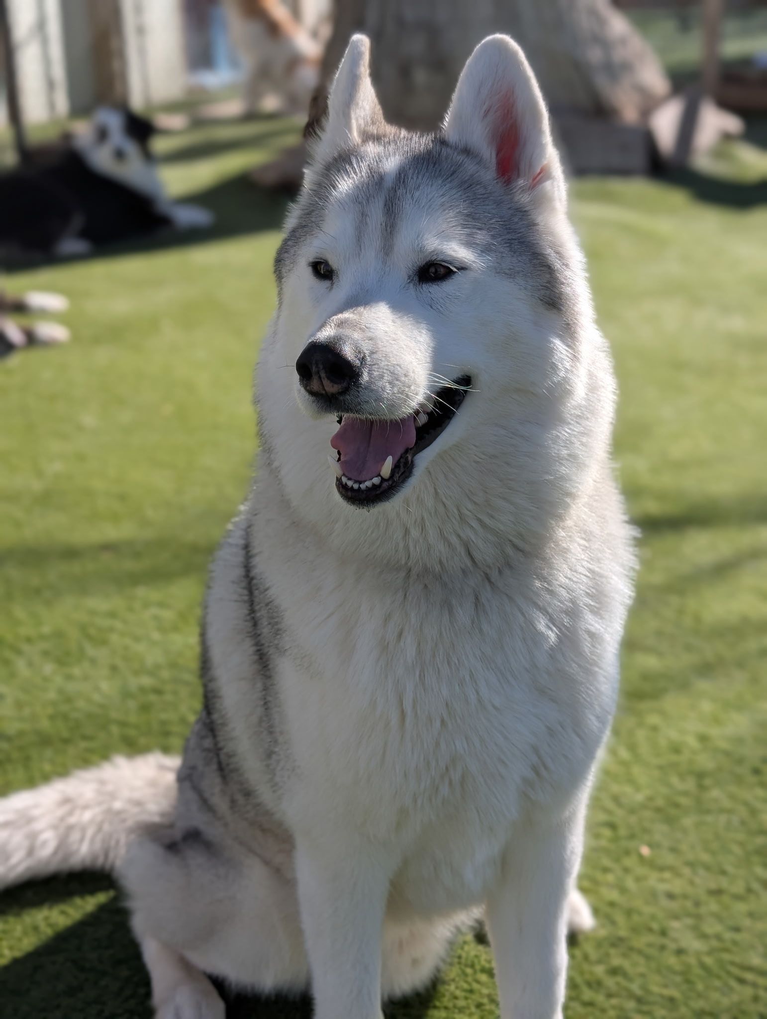 A husky dog is sitting on the grass and smiling.