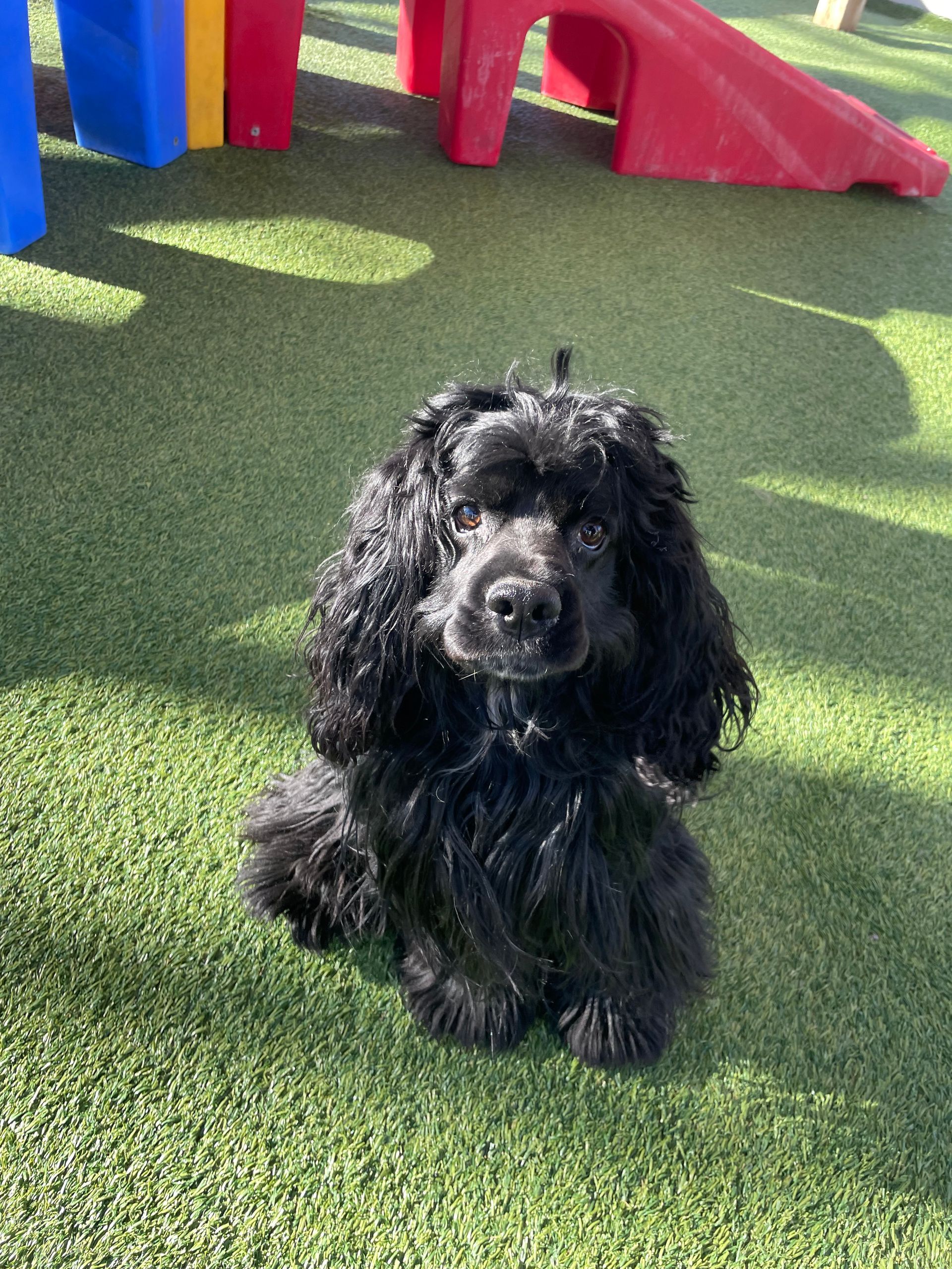 A black cocker spaniel is sitting on the grass in a playground.