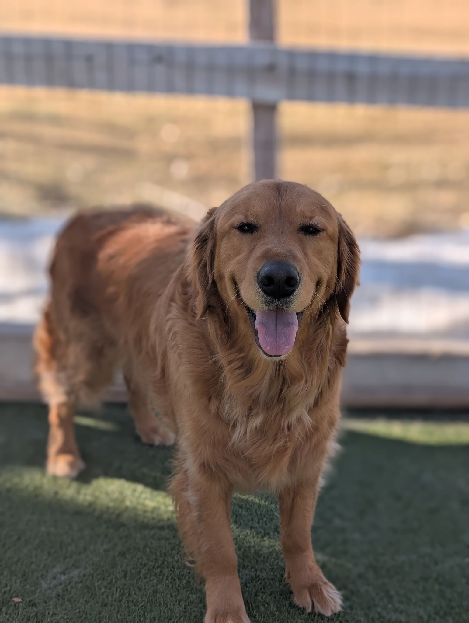 A brown dog is standing on a lush green field.
