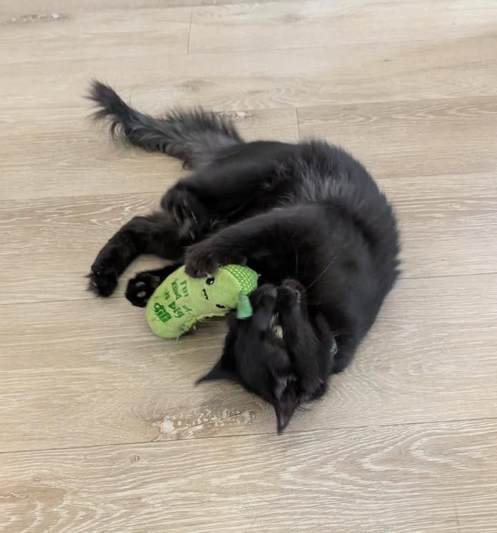 A black cat is playing with a green toy on the floor.