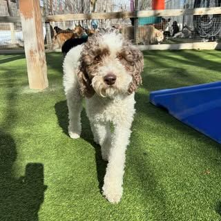 A brown and white dog