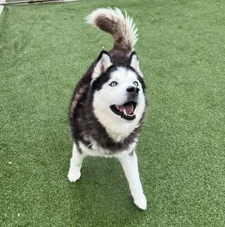 A husky dog is standing on top of a green field