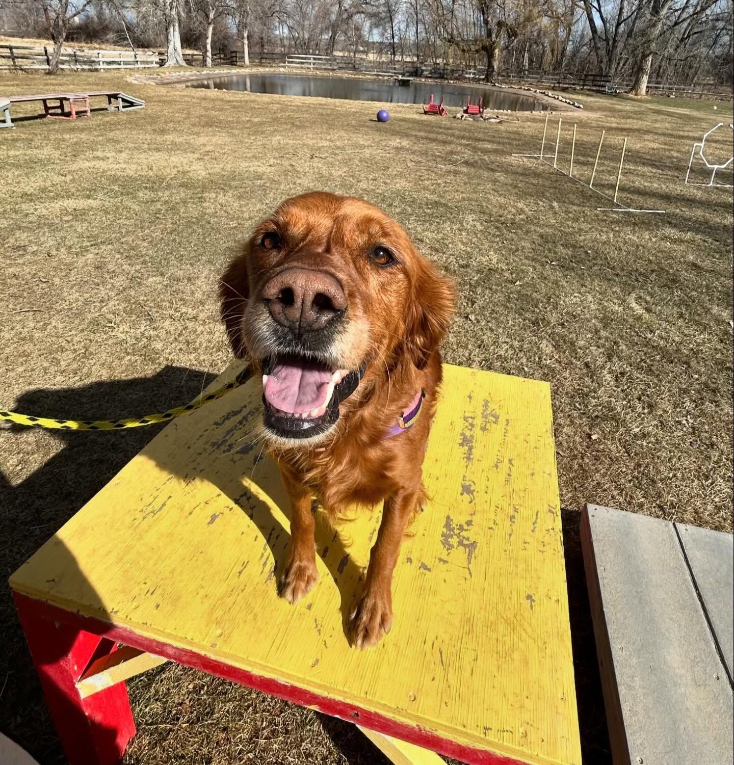 A dog is sitting on a yellow table with its tongue hanging out