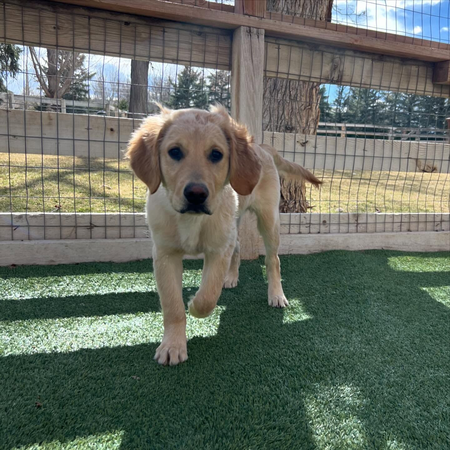 A small puppy is standing in front of a fence